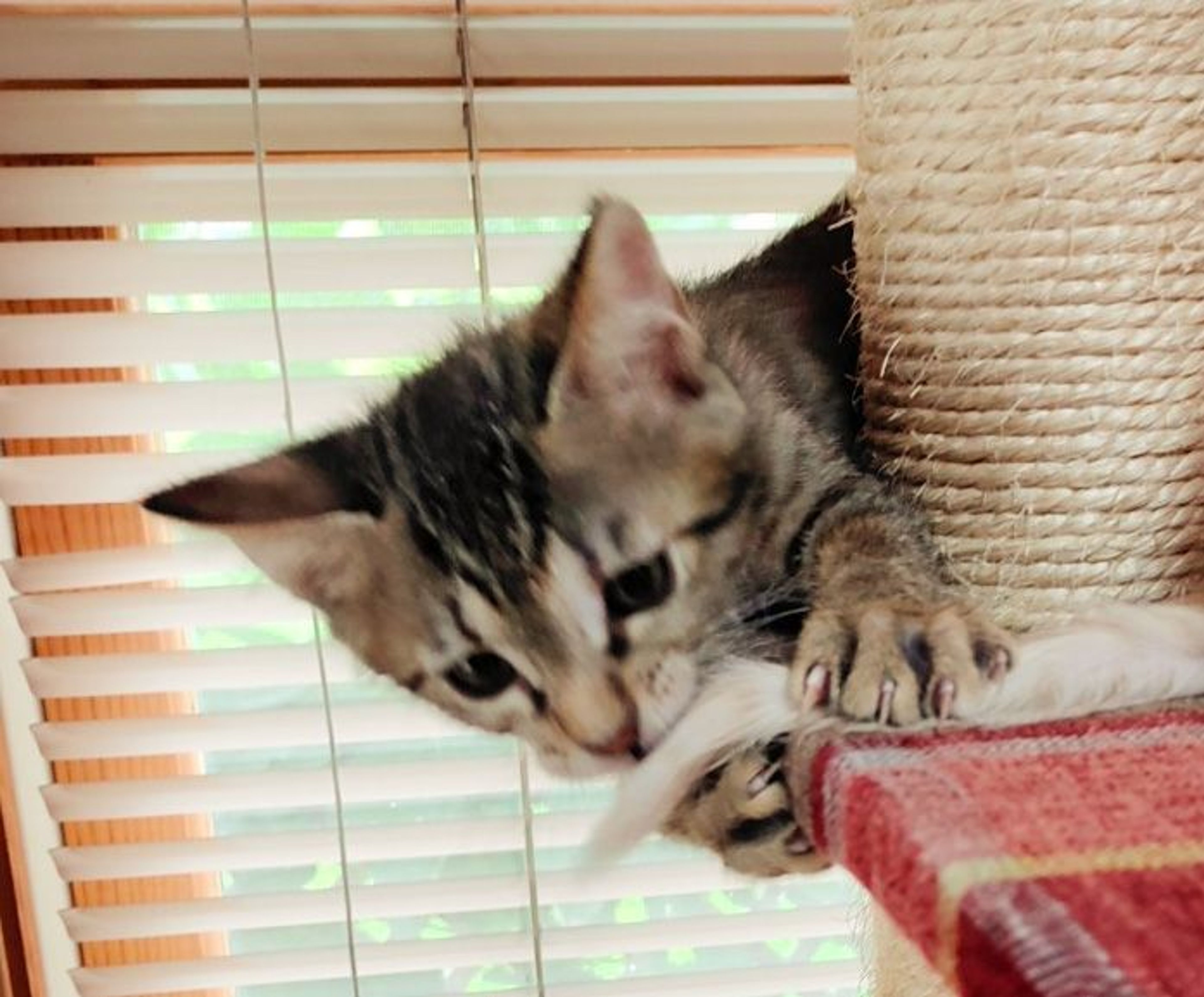 pet-image-5