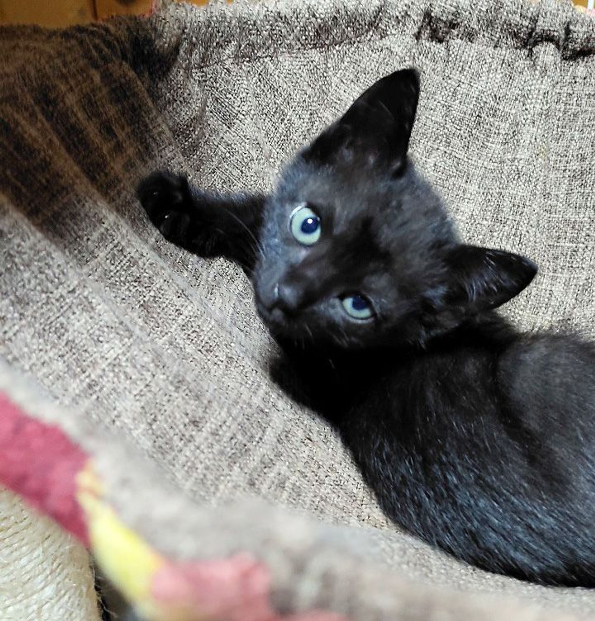 雑種（ミックス猫）・メスの里親募集の写真