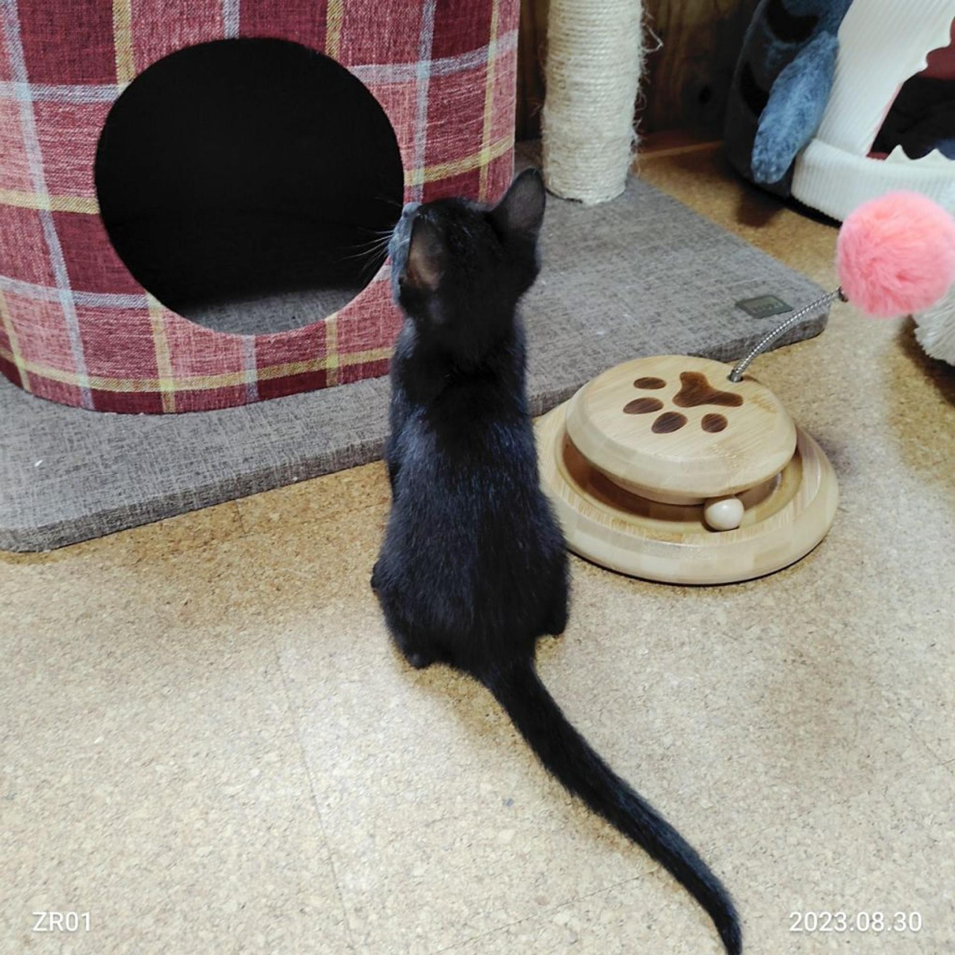 pet-image-4