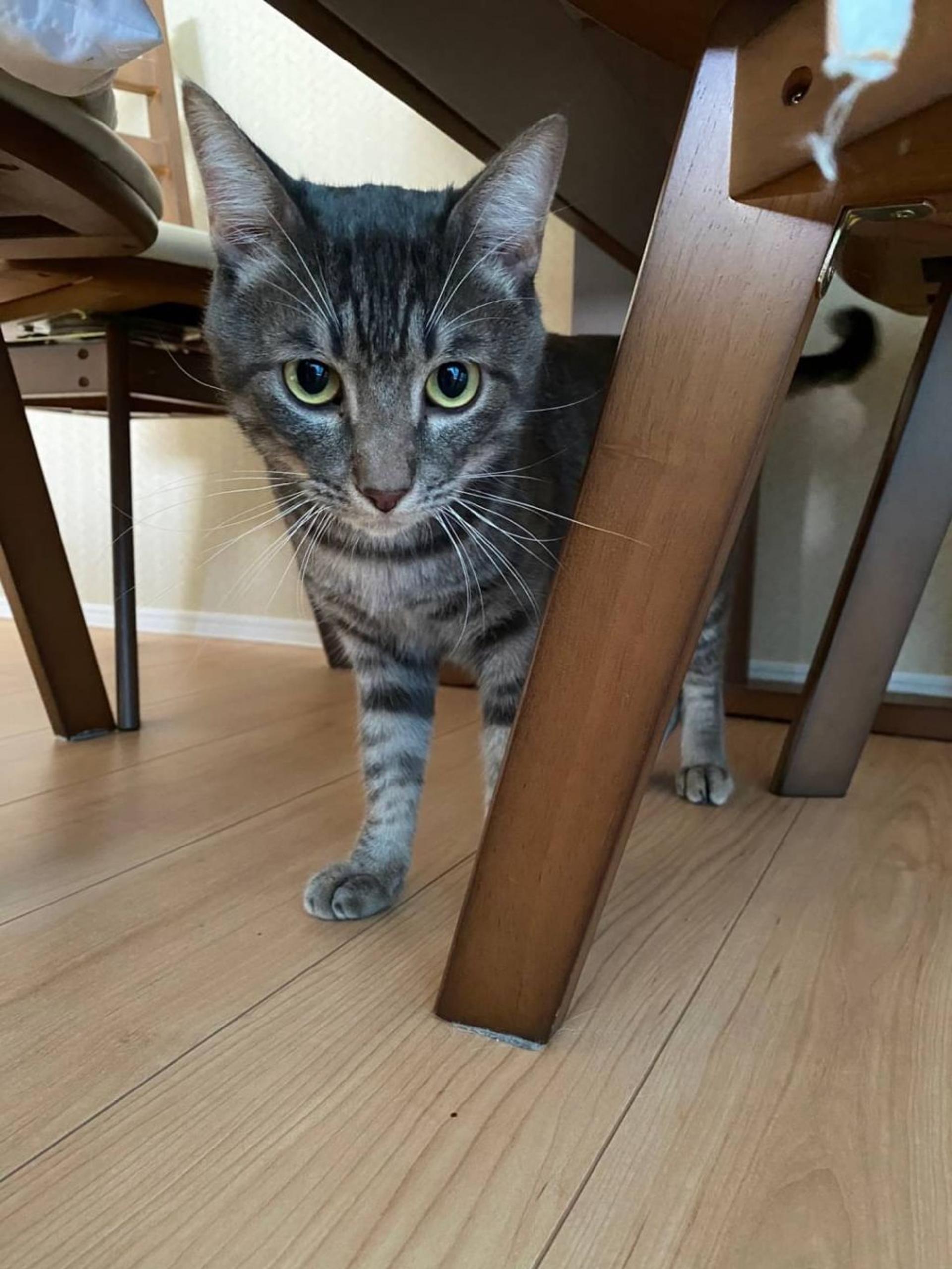 pet-image-2