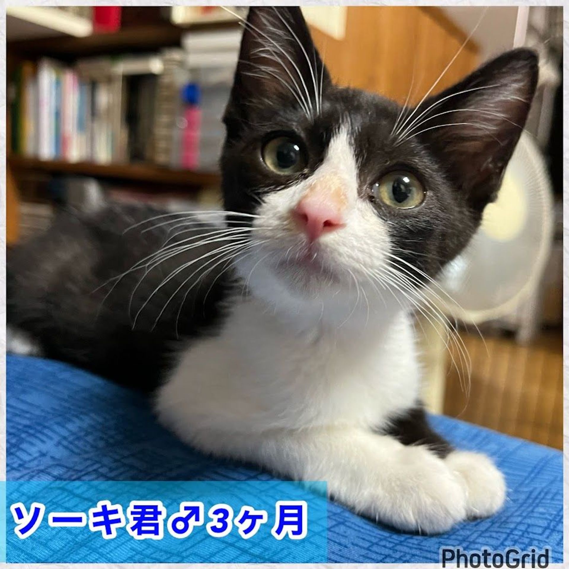 雑種（ミックス猫）・オスの里親募集の写真