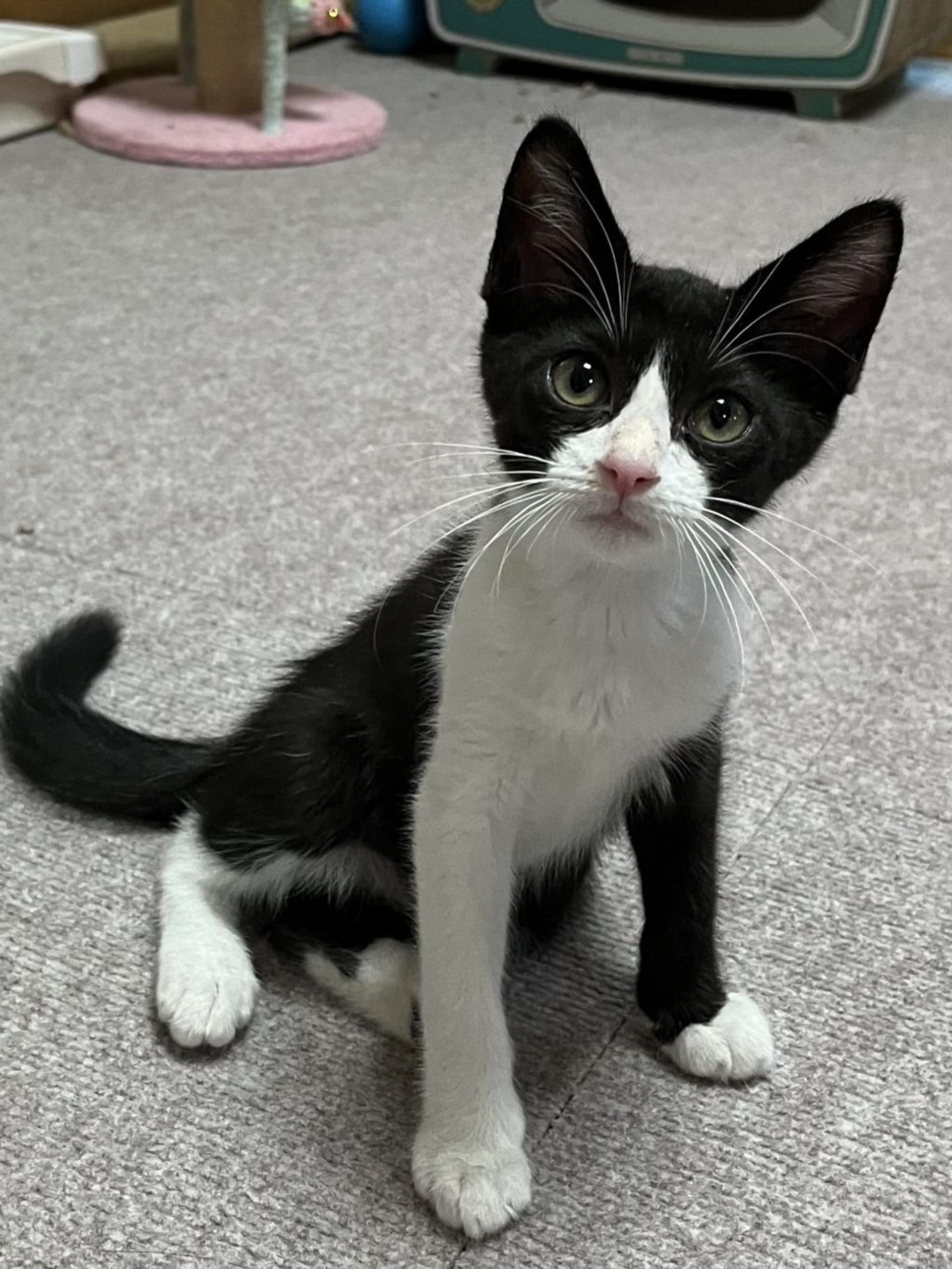 pet-image-2