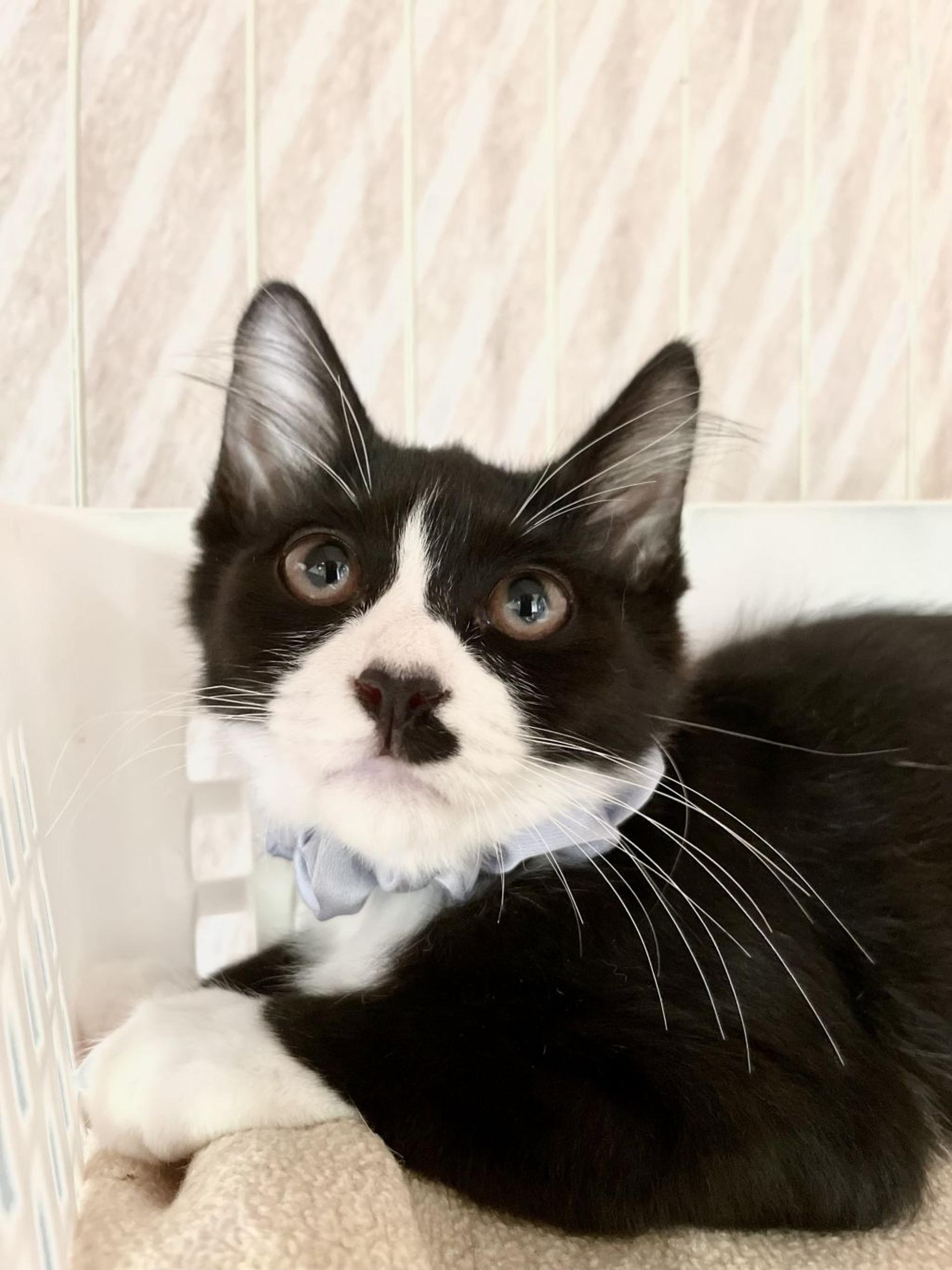 pet-image-2