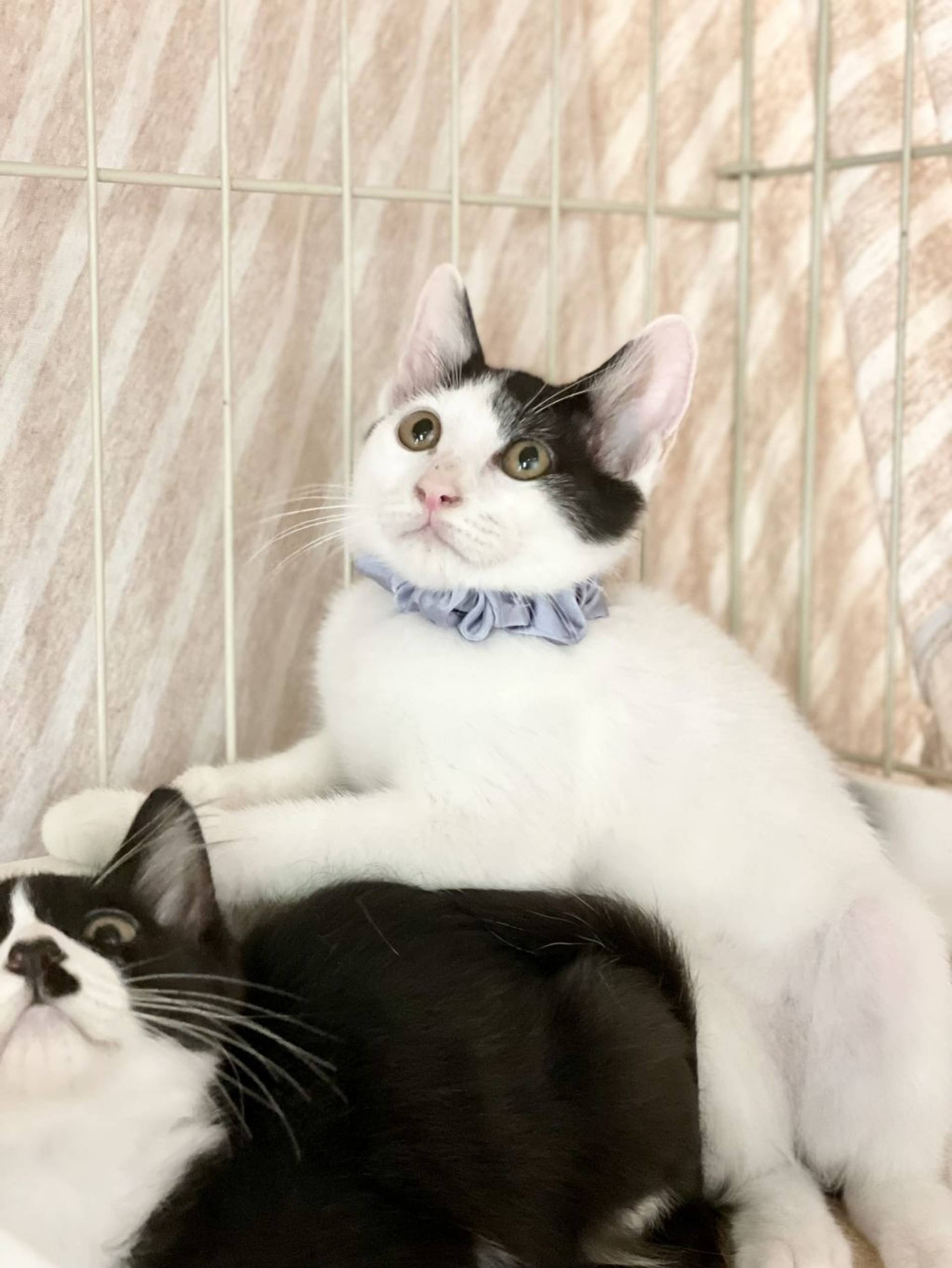 雑種（ミックス猫）・オスの里親募集の写真