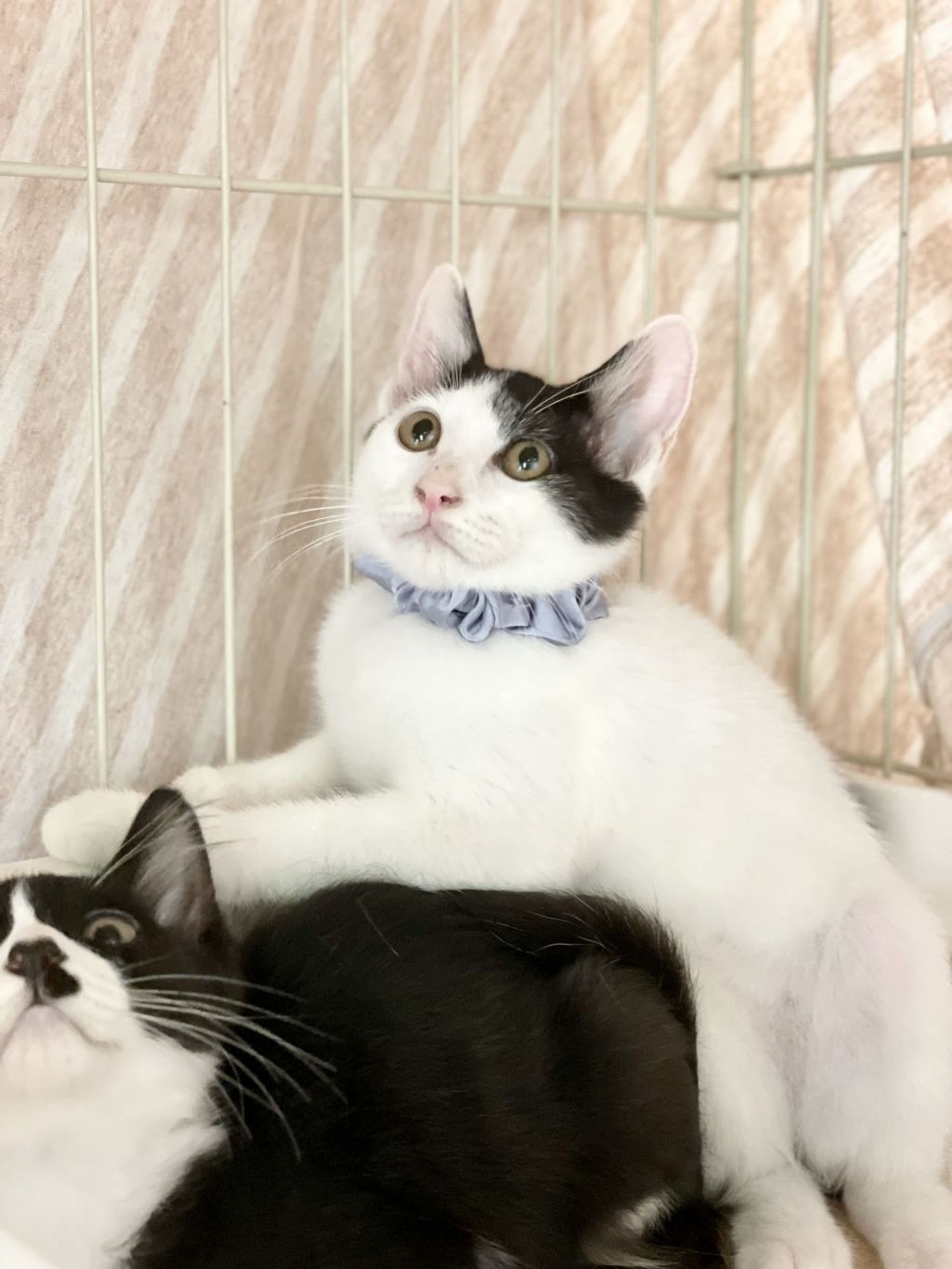 雑種（ミックス猫）・オスの里親募集の写真