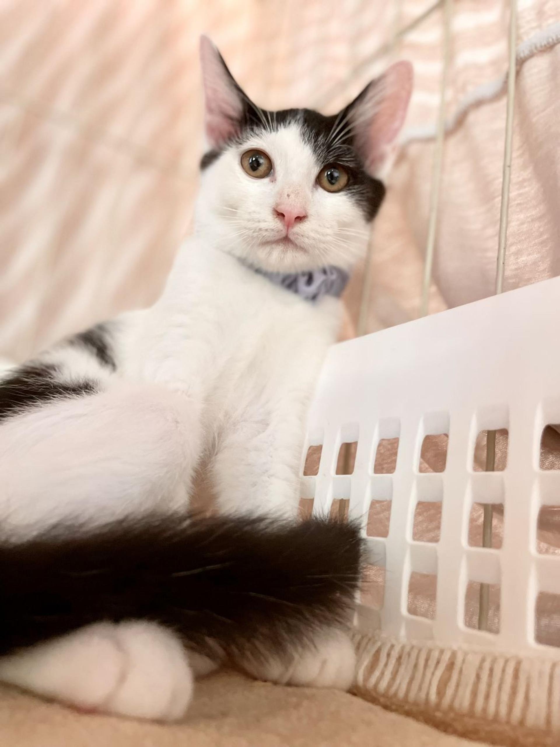 pet-image-2