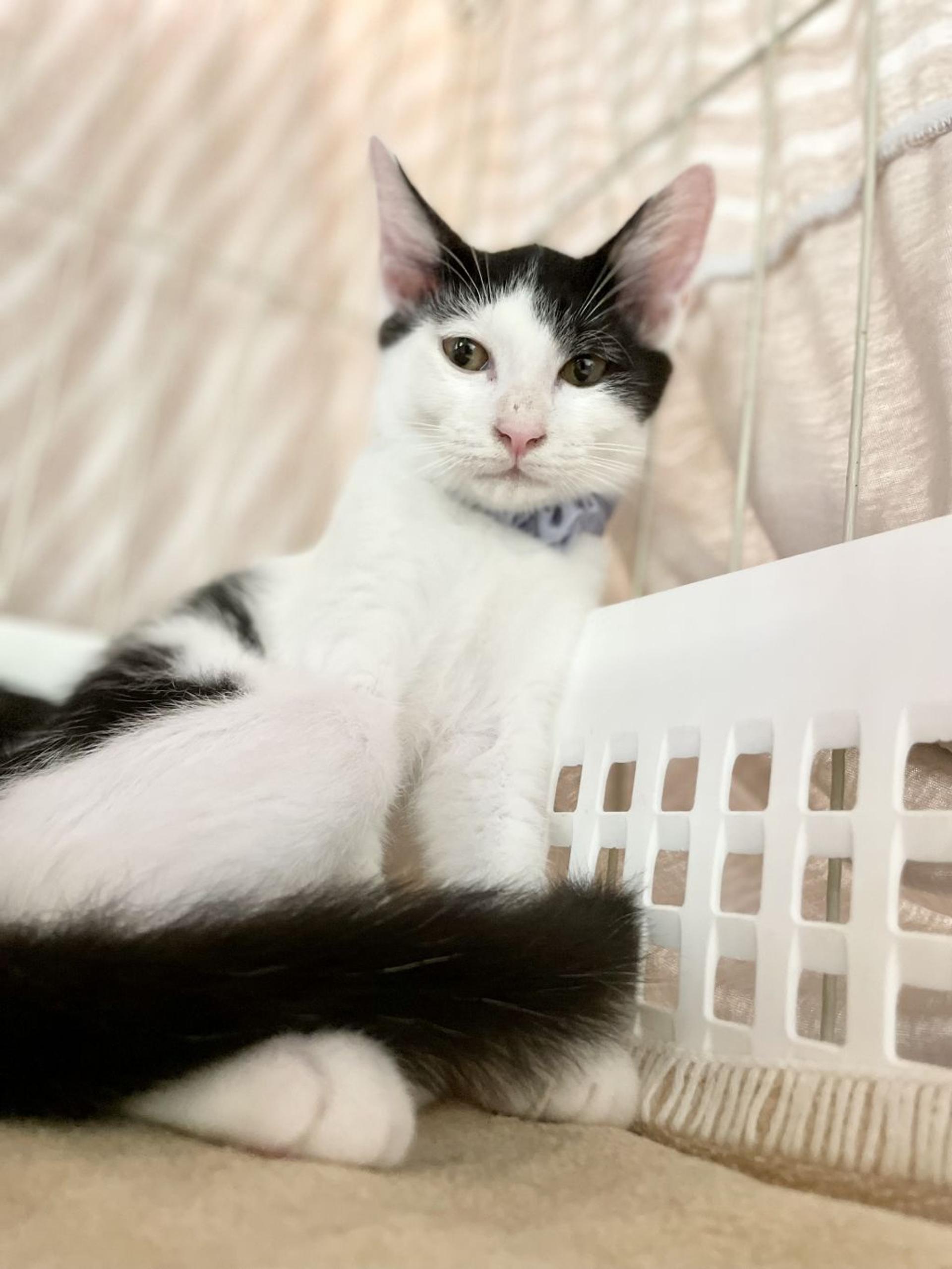 pet-image-3
