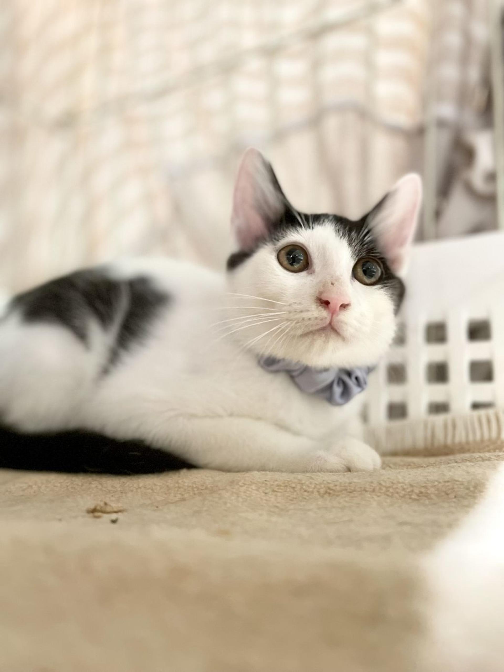 pet-image-4