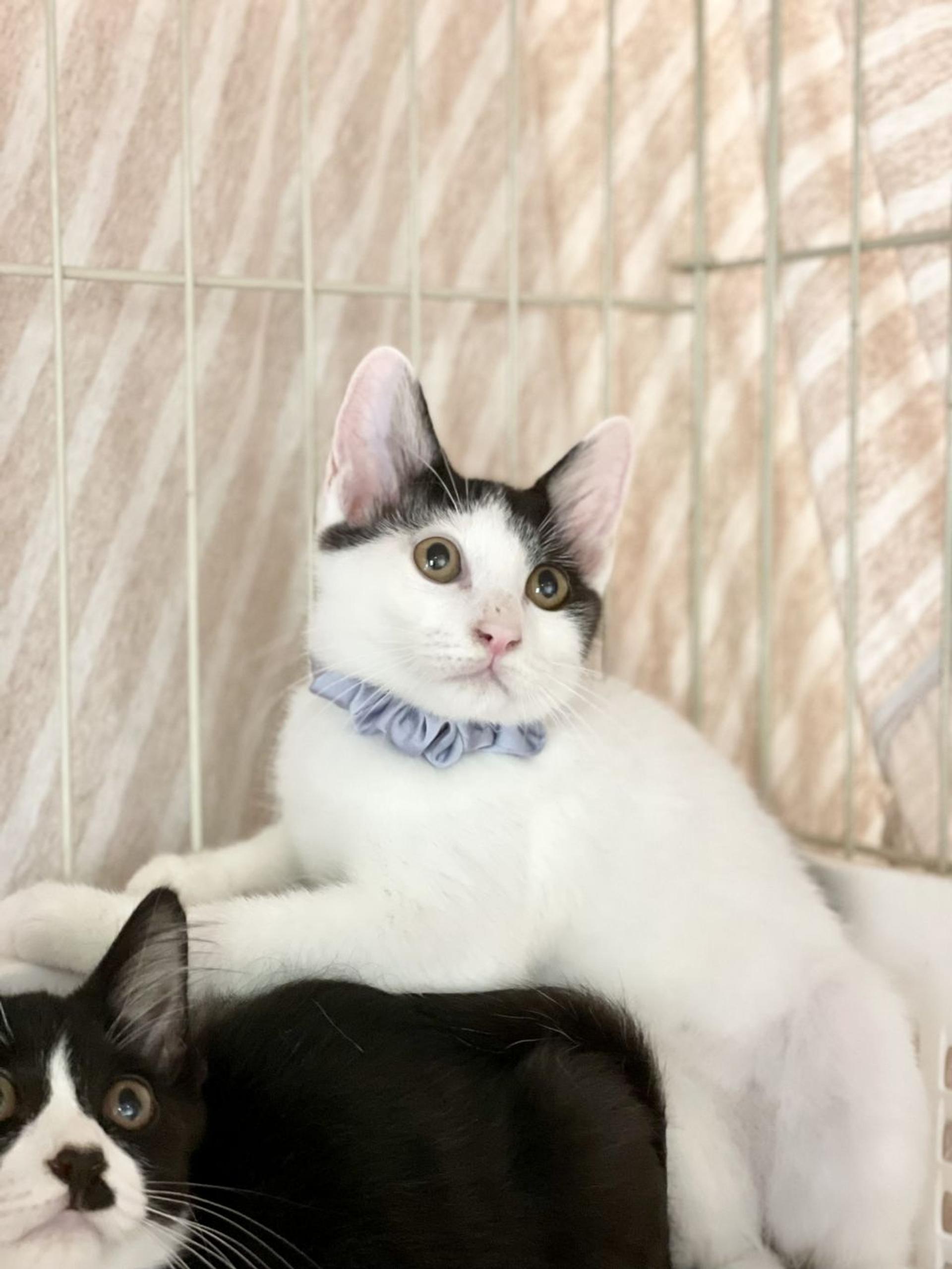 pet-image-5
