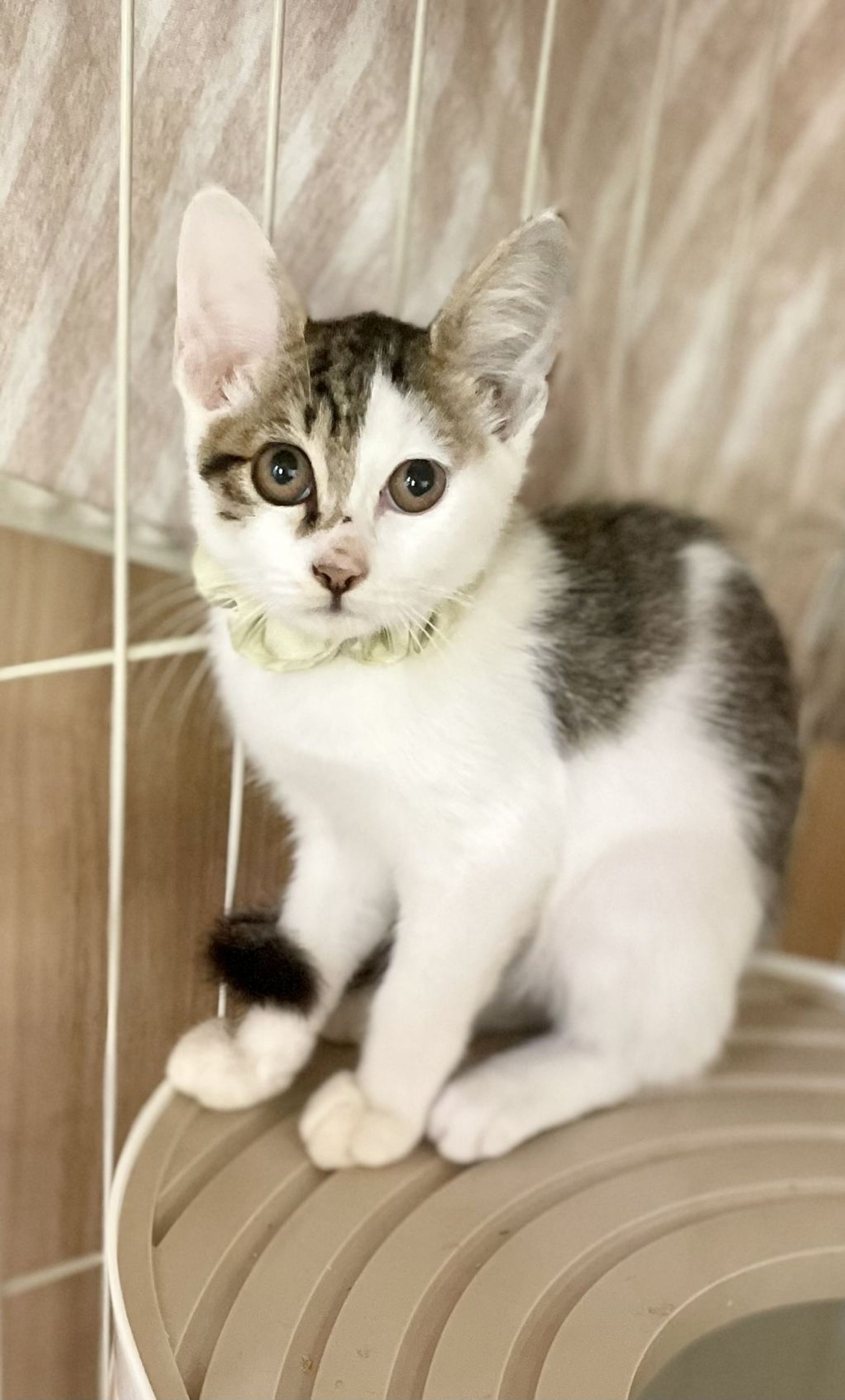 雑種（ミックス猫）・オスの里親募集の写真