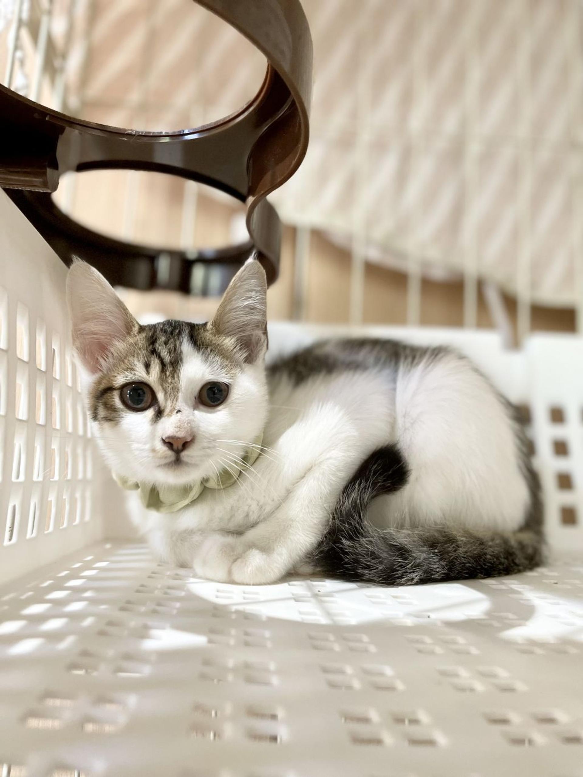pet-image-2