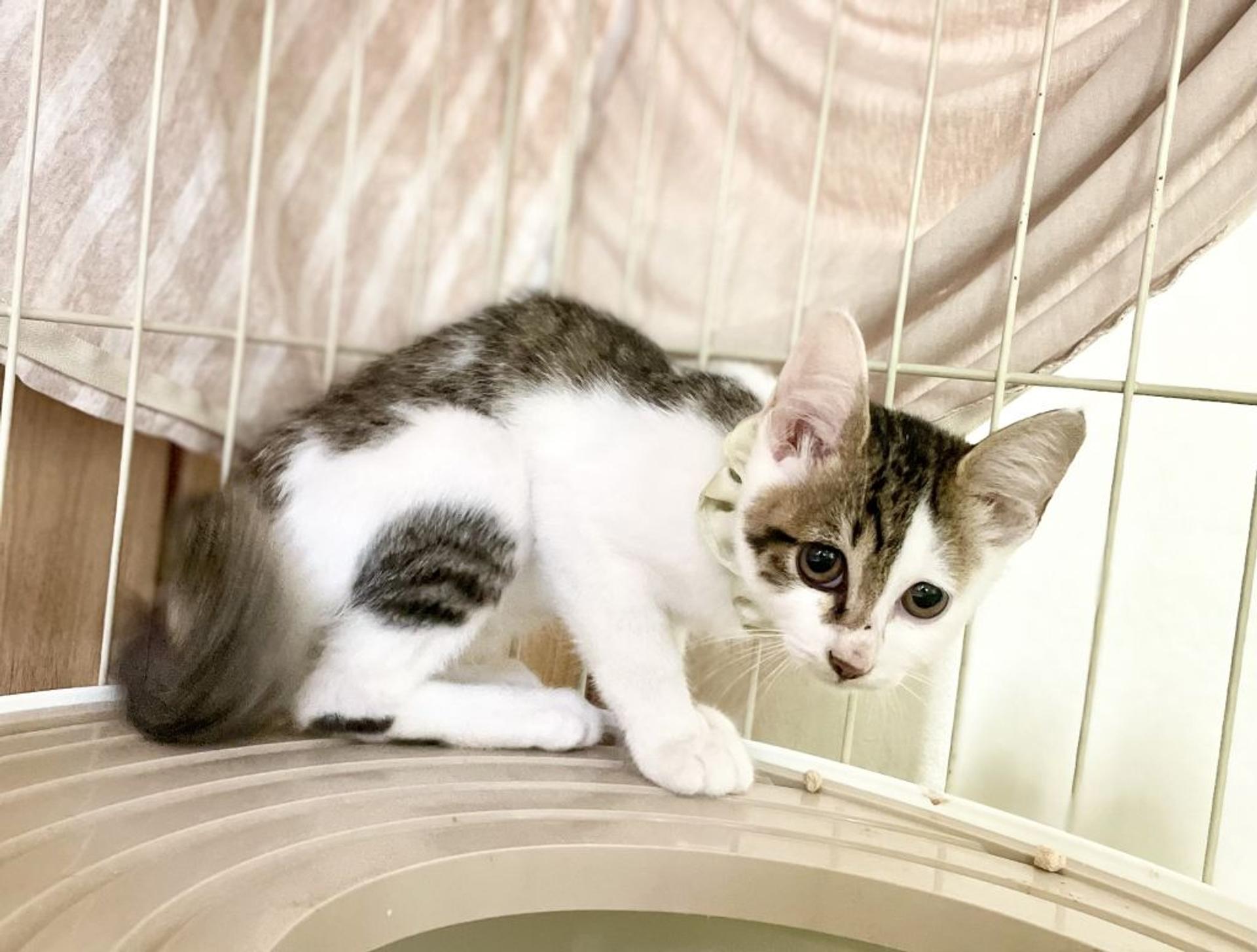 pet-image-4