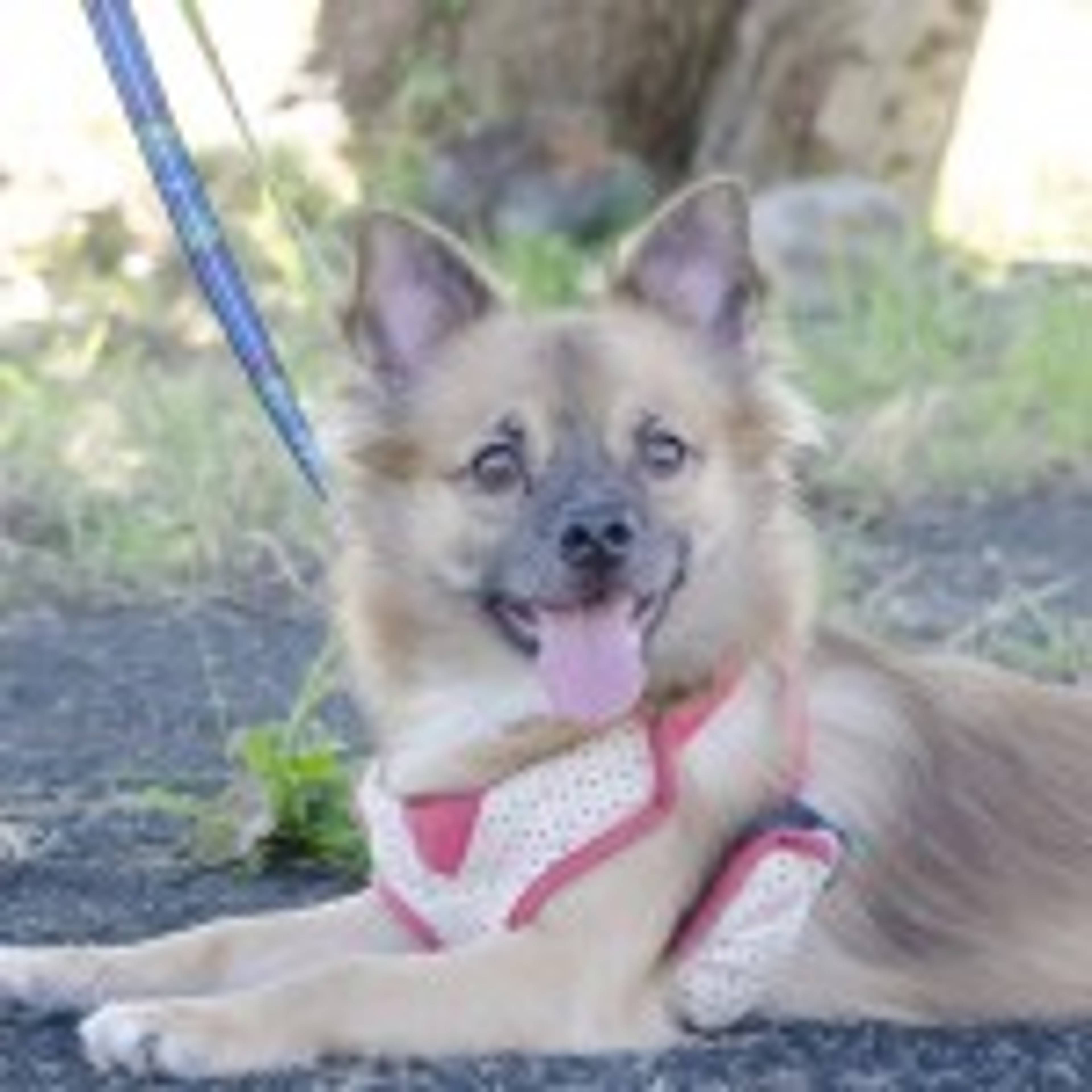 雑種（ミックス犬）・オスの里親募集の写真