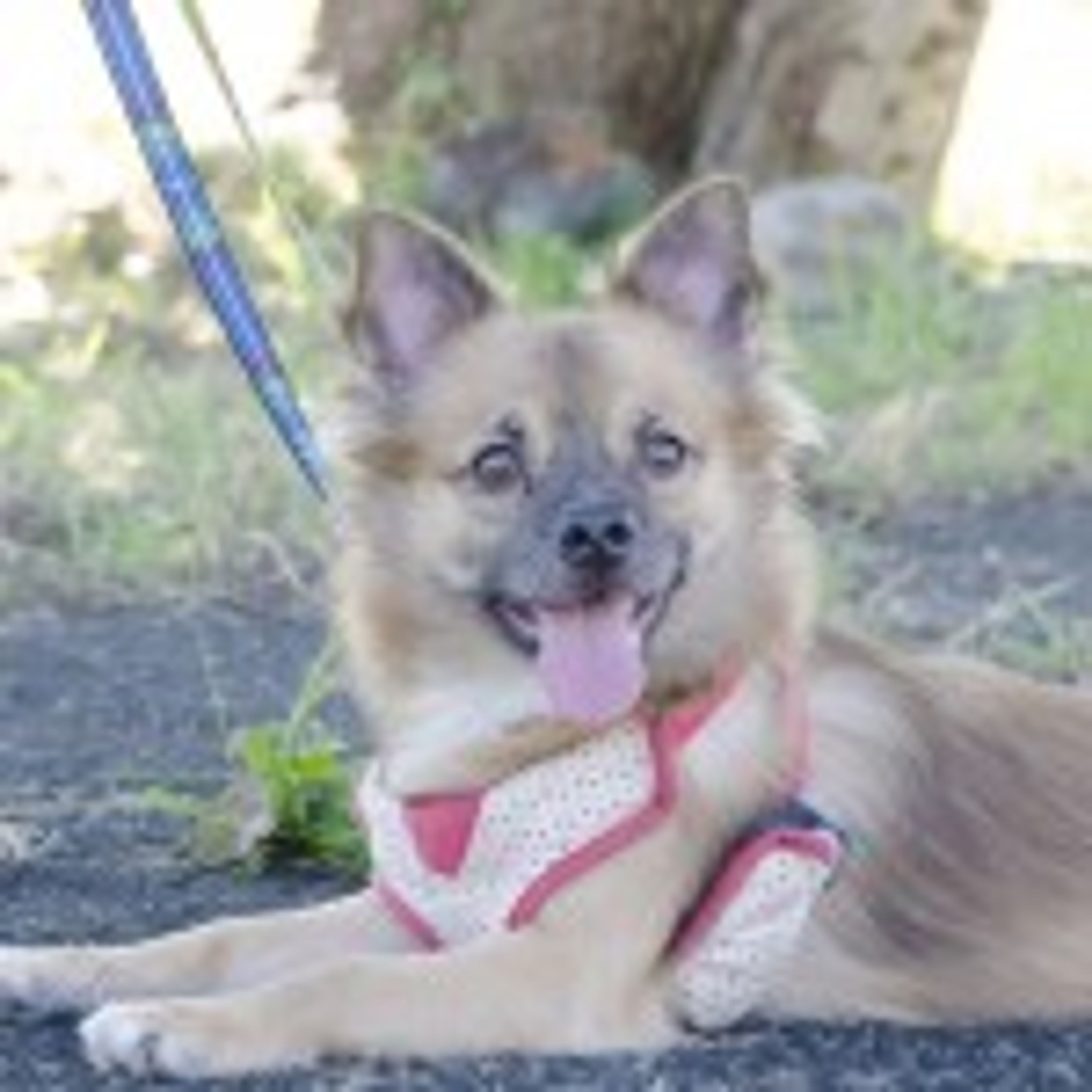 雑種（ミックス犬）・オスの里親募集の写真