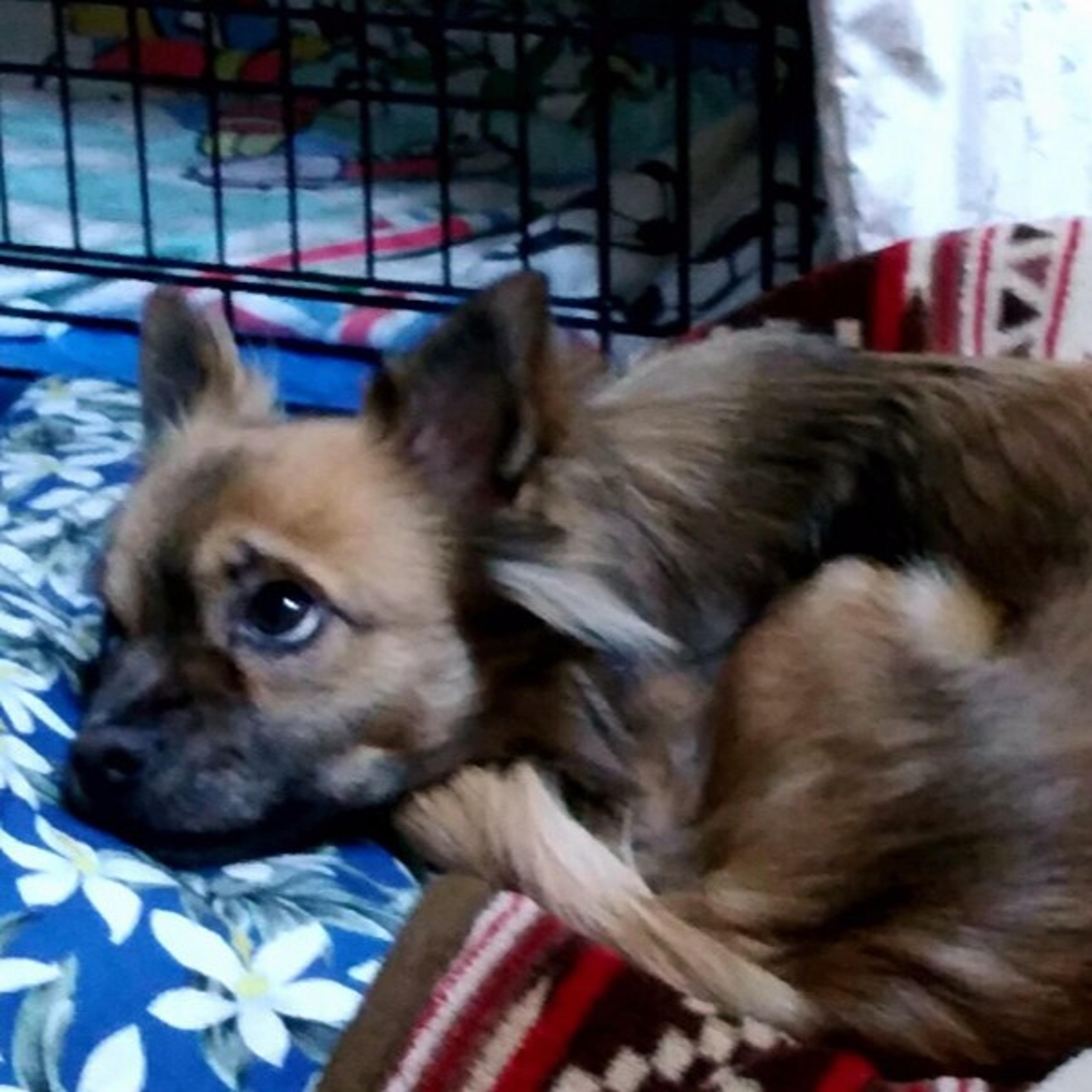pet-image-2
