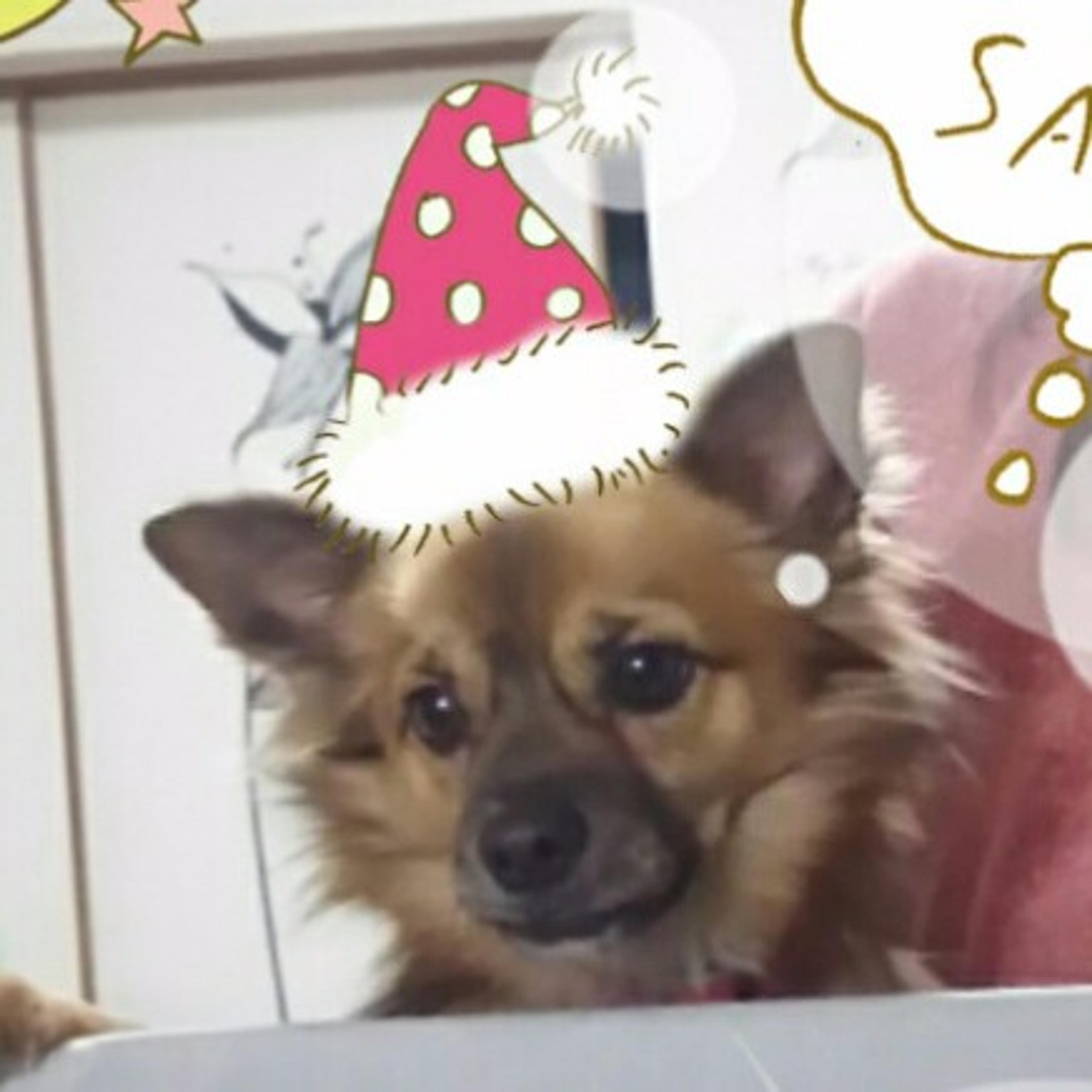 pet-image-3
