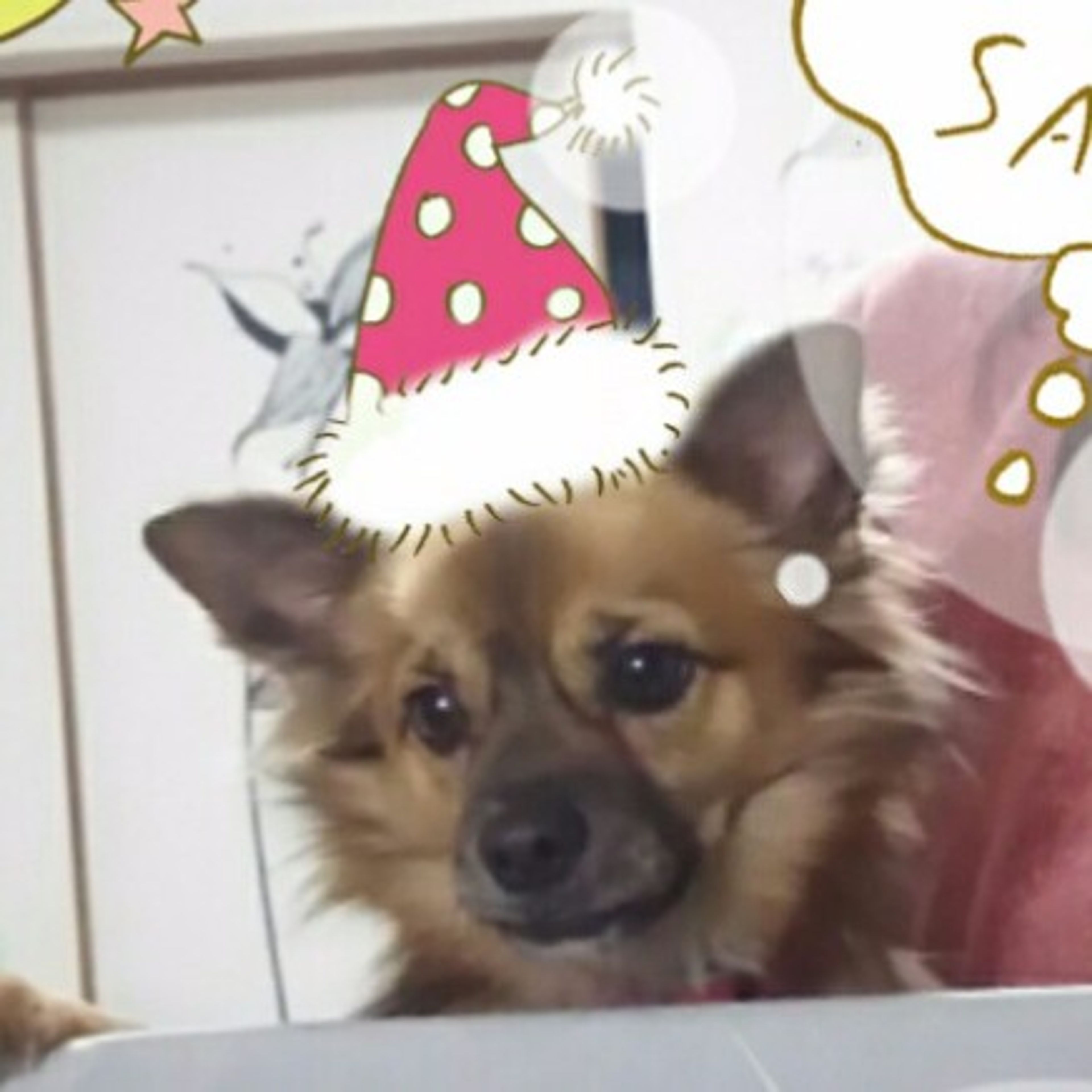 pet-image-3