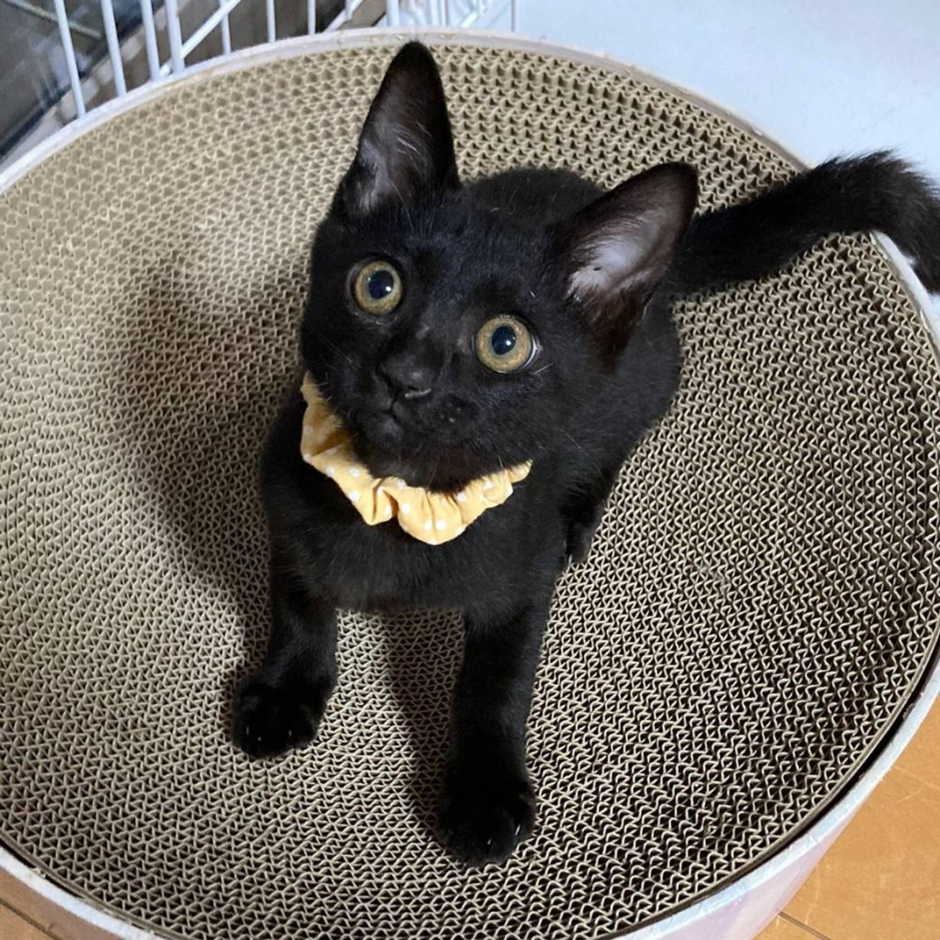 雑種（ミックス猫）・オスの里親募集の写真