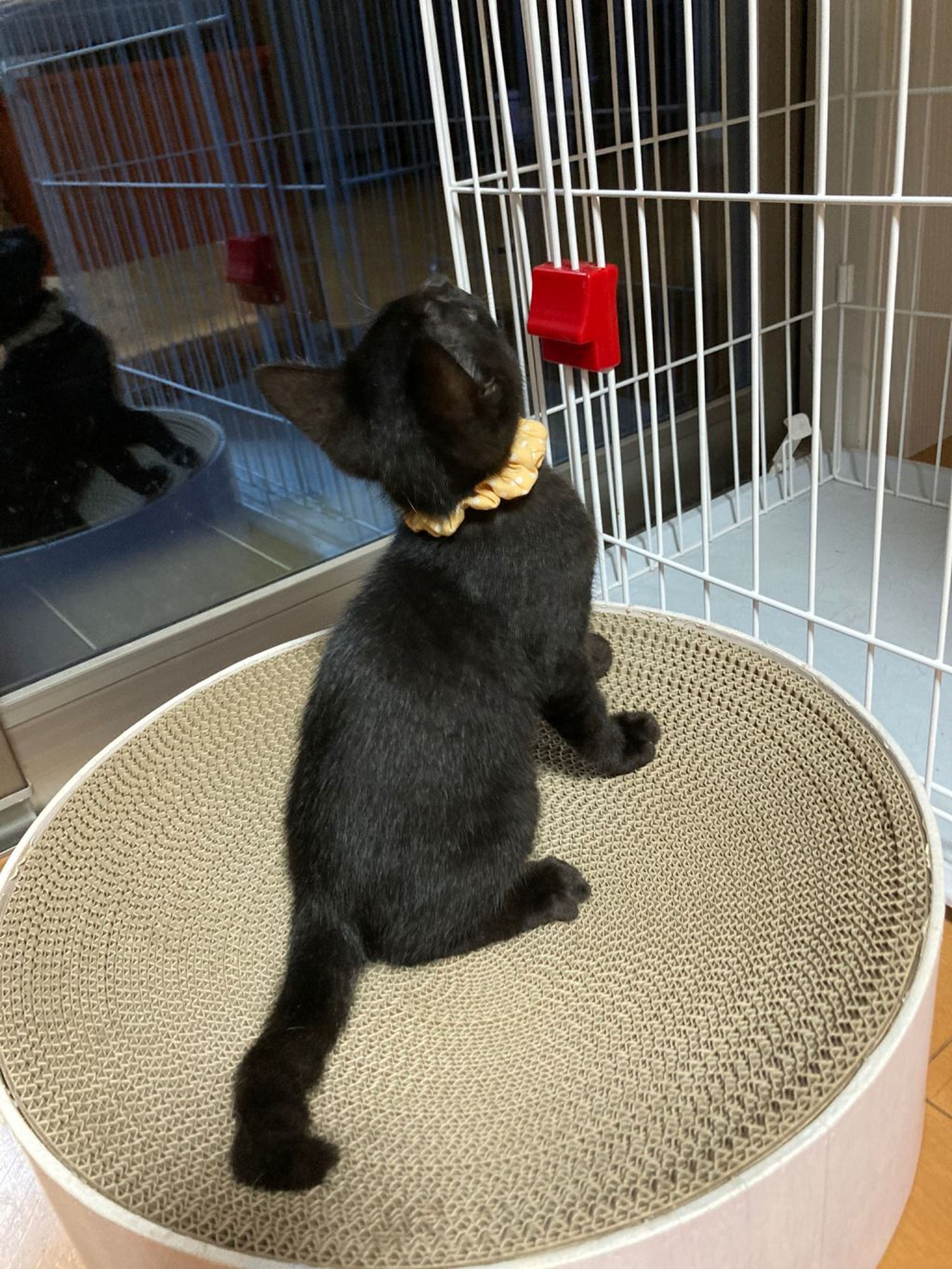 pet-image-9