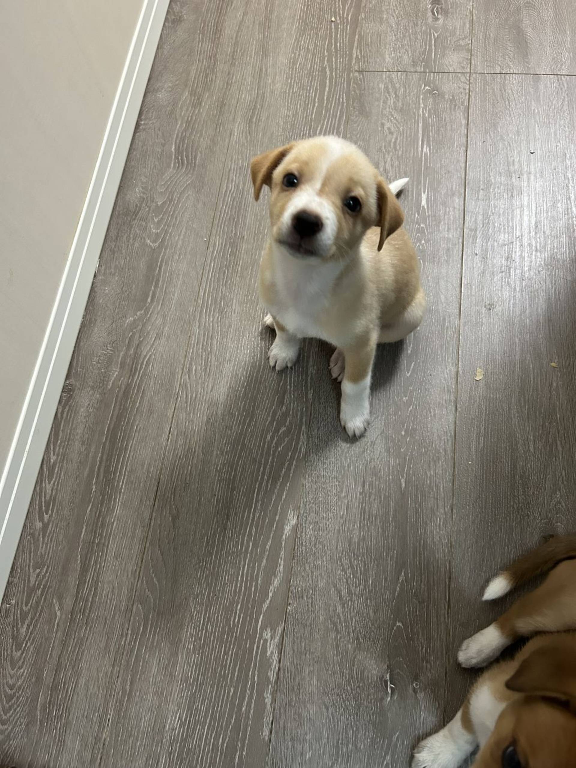 雑種（ミックス犬）・オスの里親募集の写真