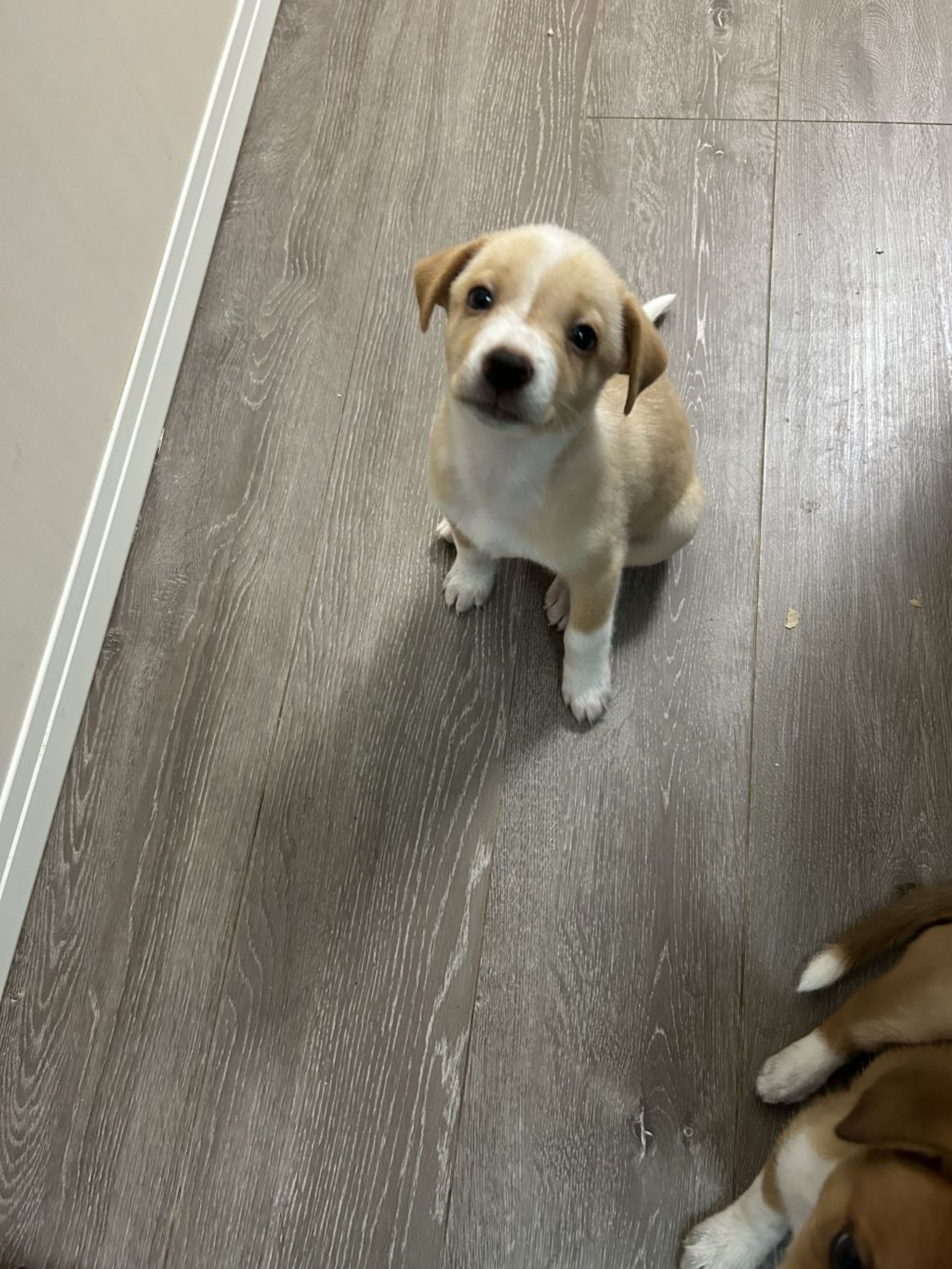 雑種（ミックス犬）・オスの里親募集の写真