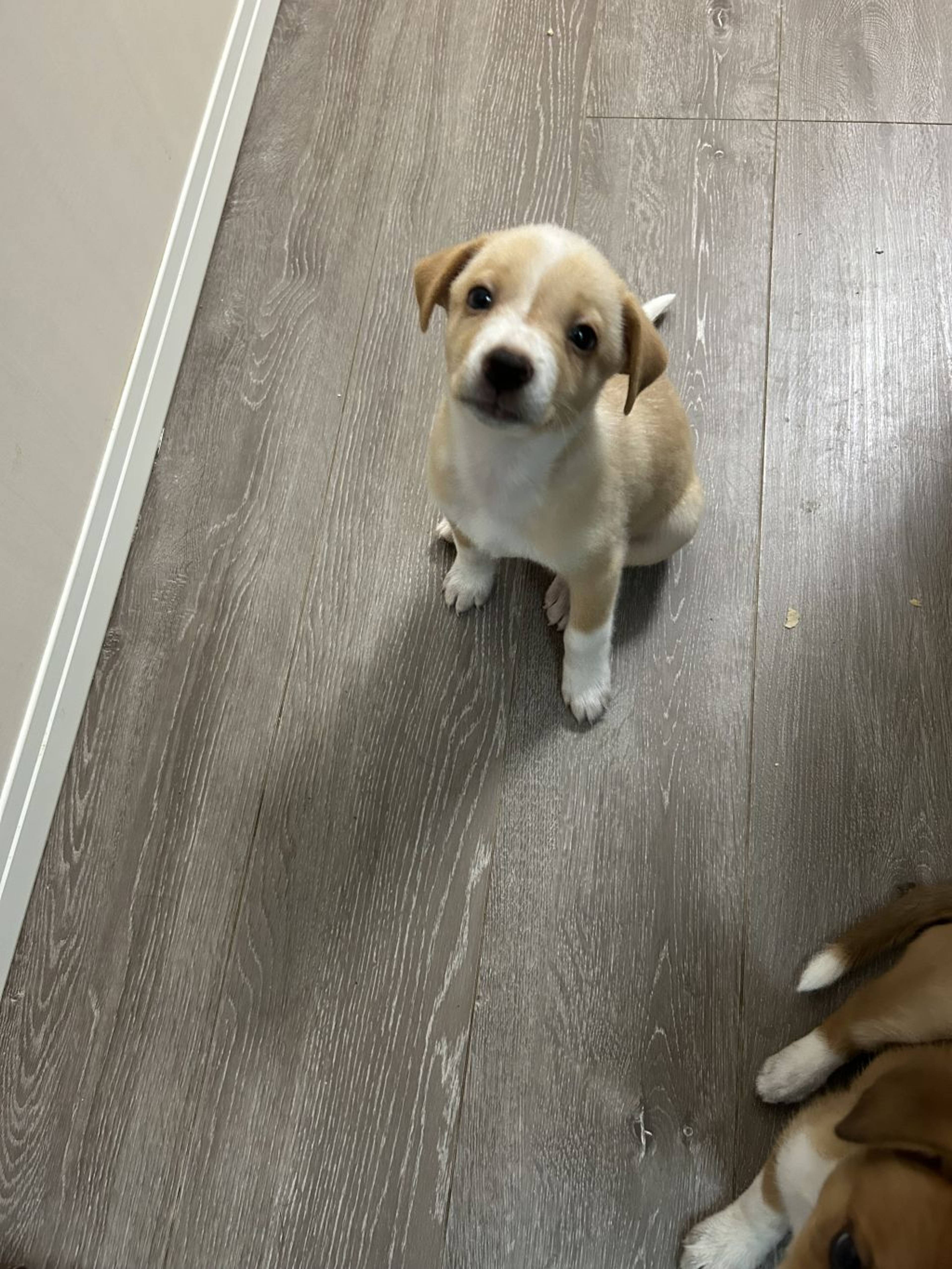 雑種（ミックス犬）・オスの里親募集の写真