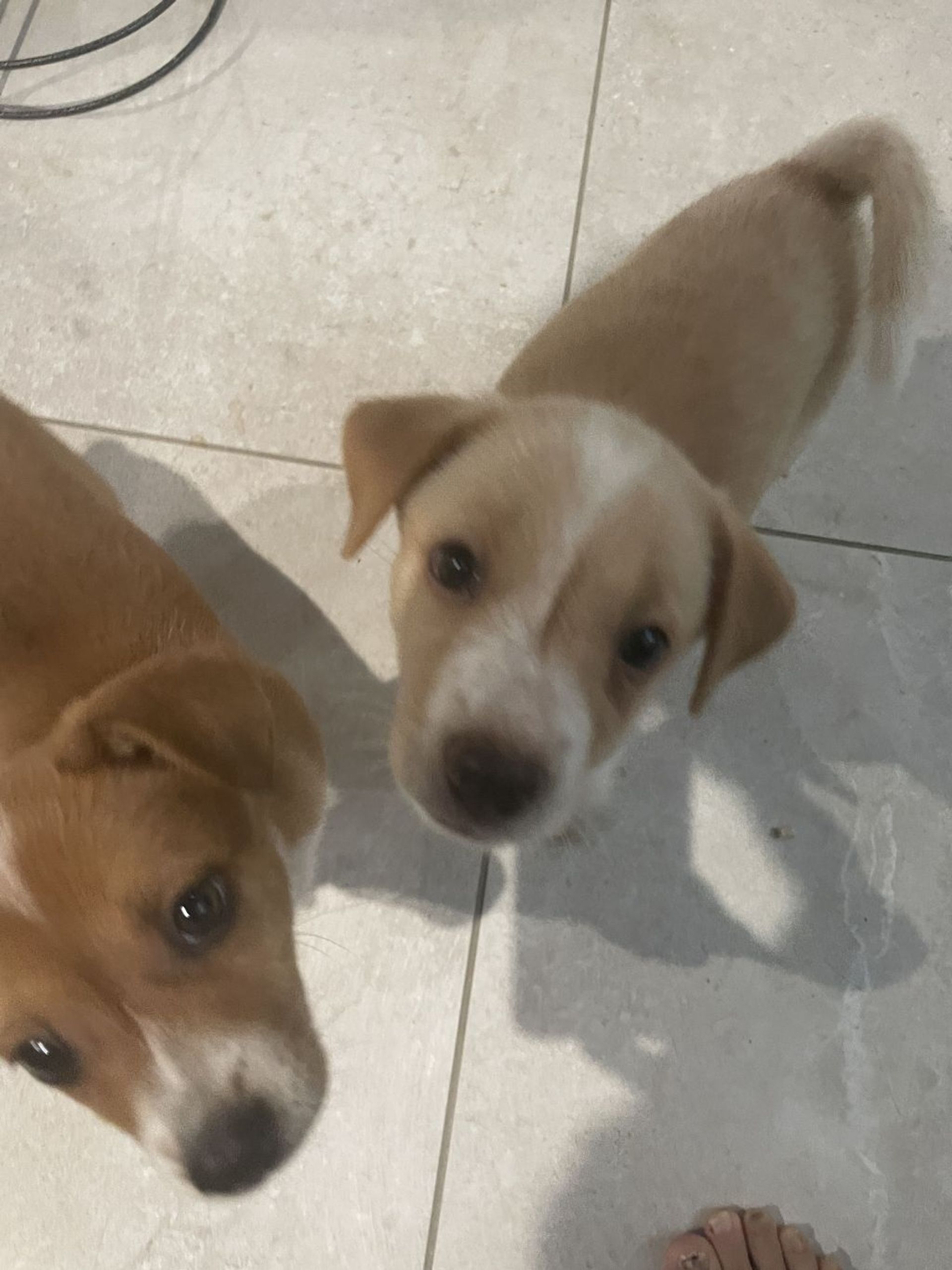 雑種（ミックス犬）・オスの里親募集の写真