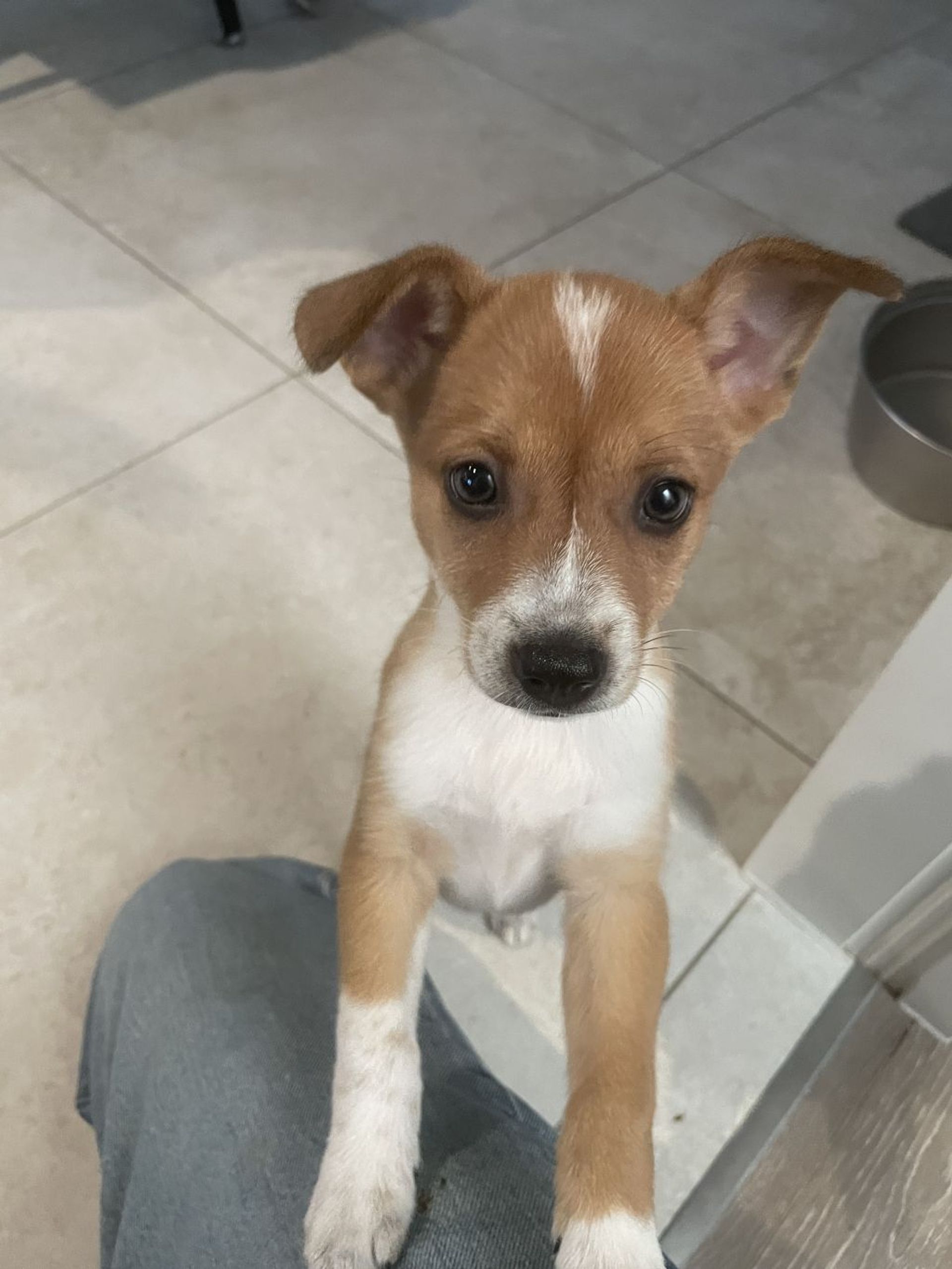 雑種（ミックス犬）・メスの里親募集の写真
