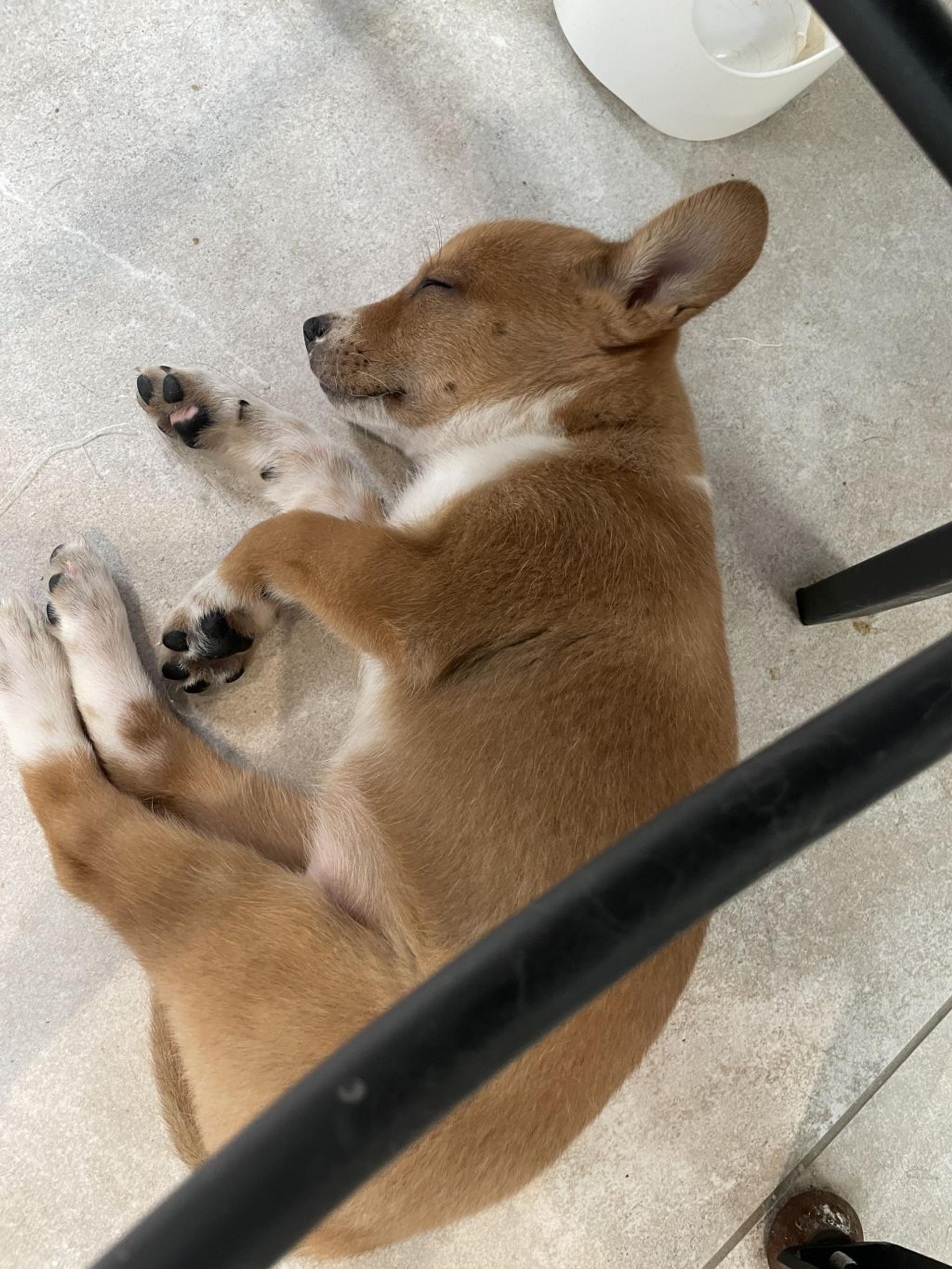 pet-image-3