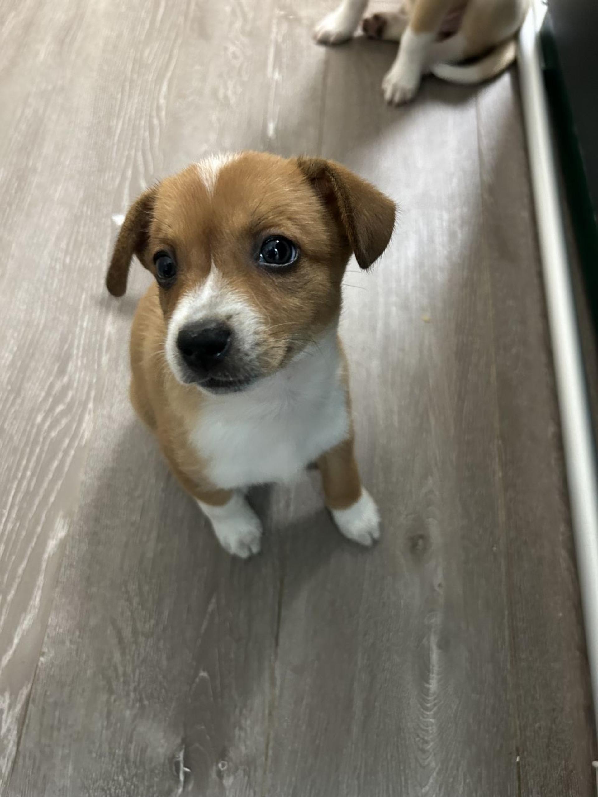 pet-image-5