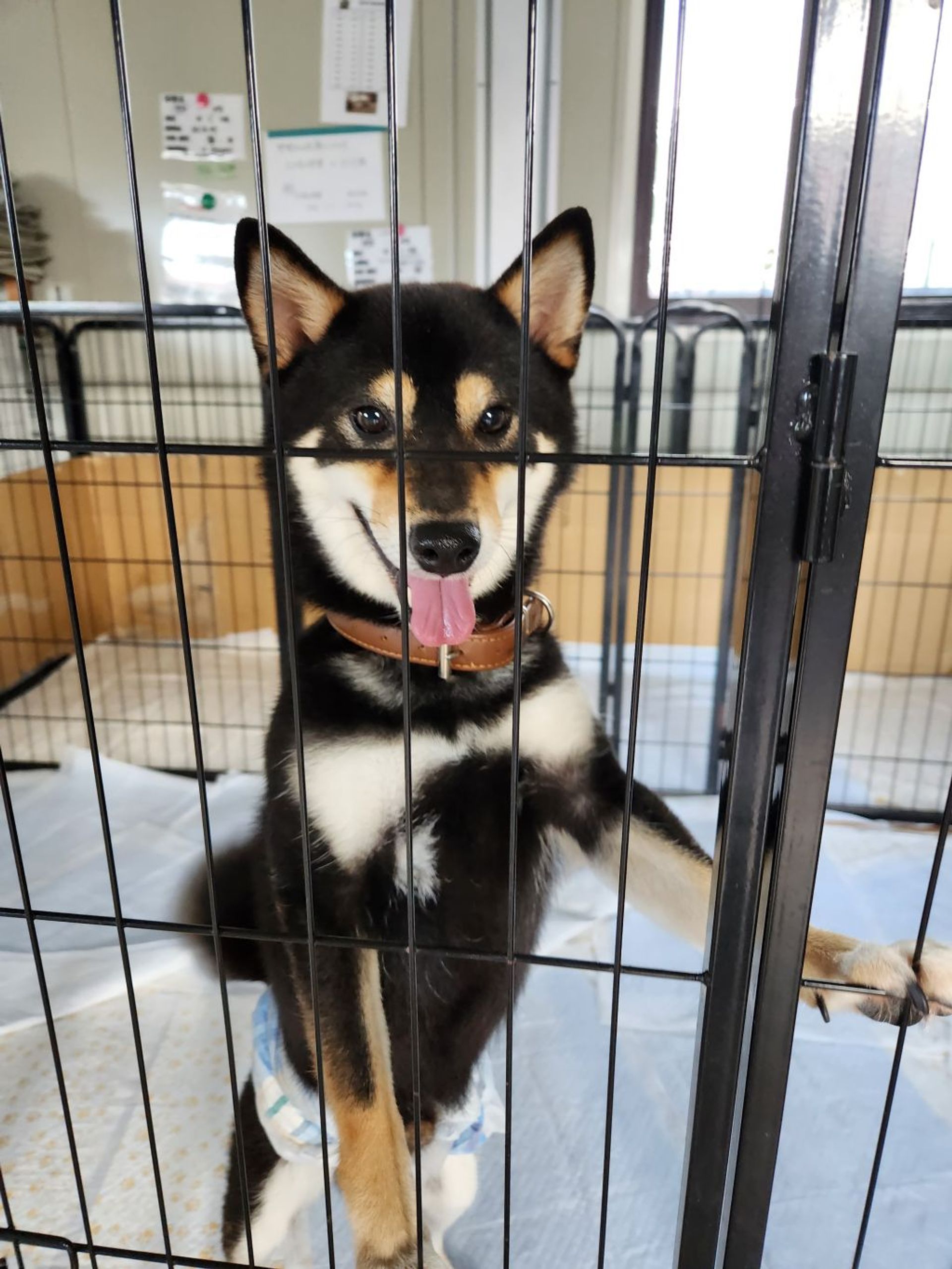 柴犬・オスの里親募集の写真