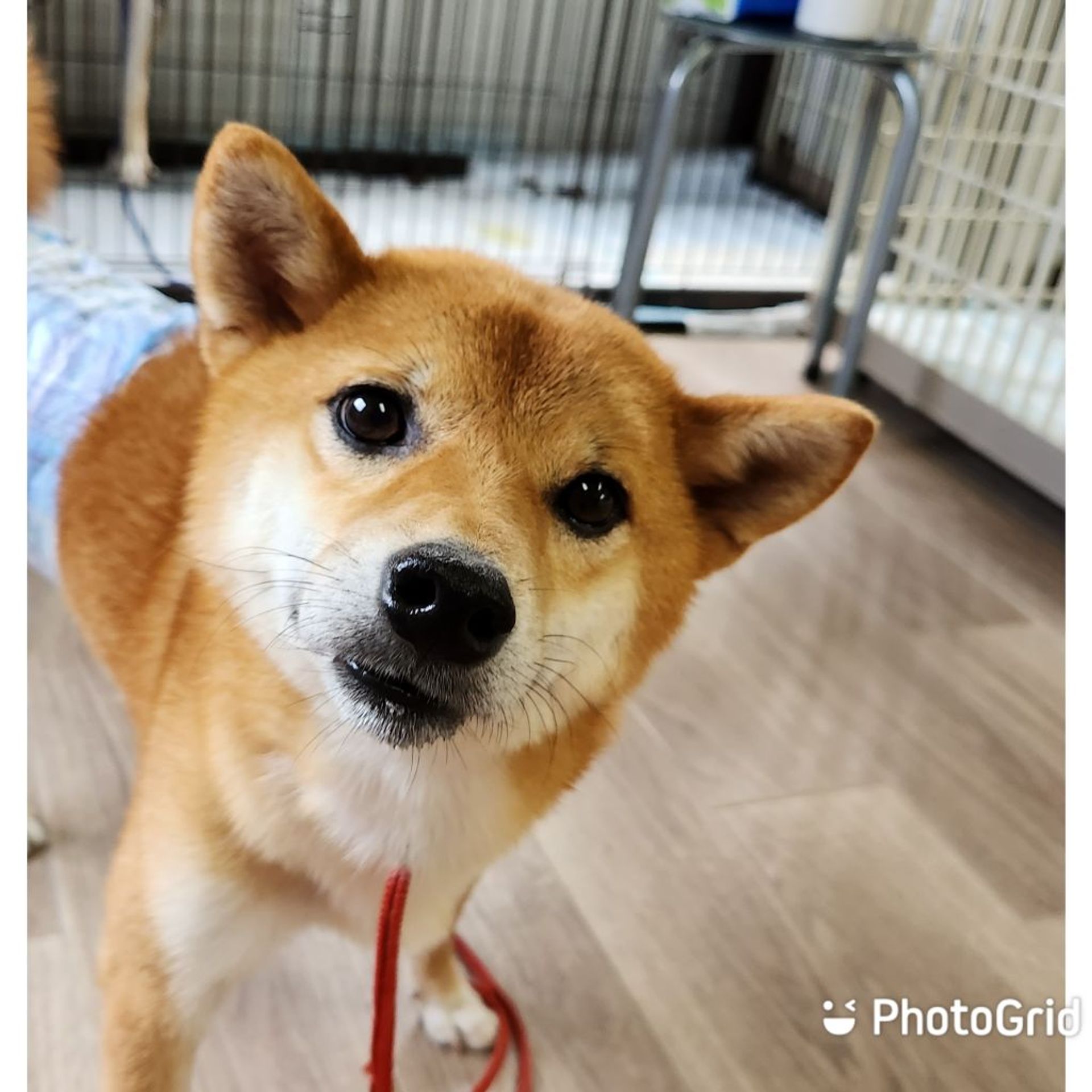 柴犬・オスの里親募集の写真