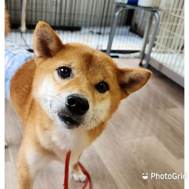 桃太郎くんの写真