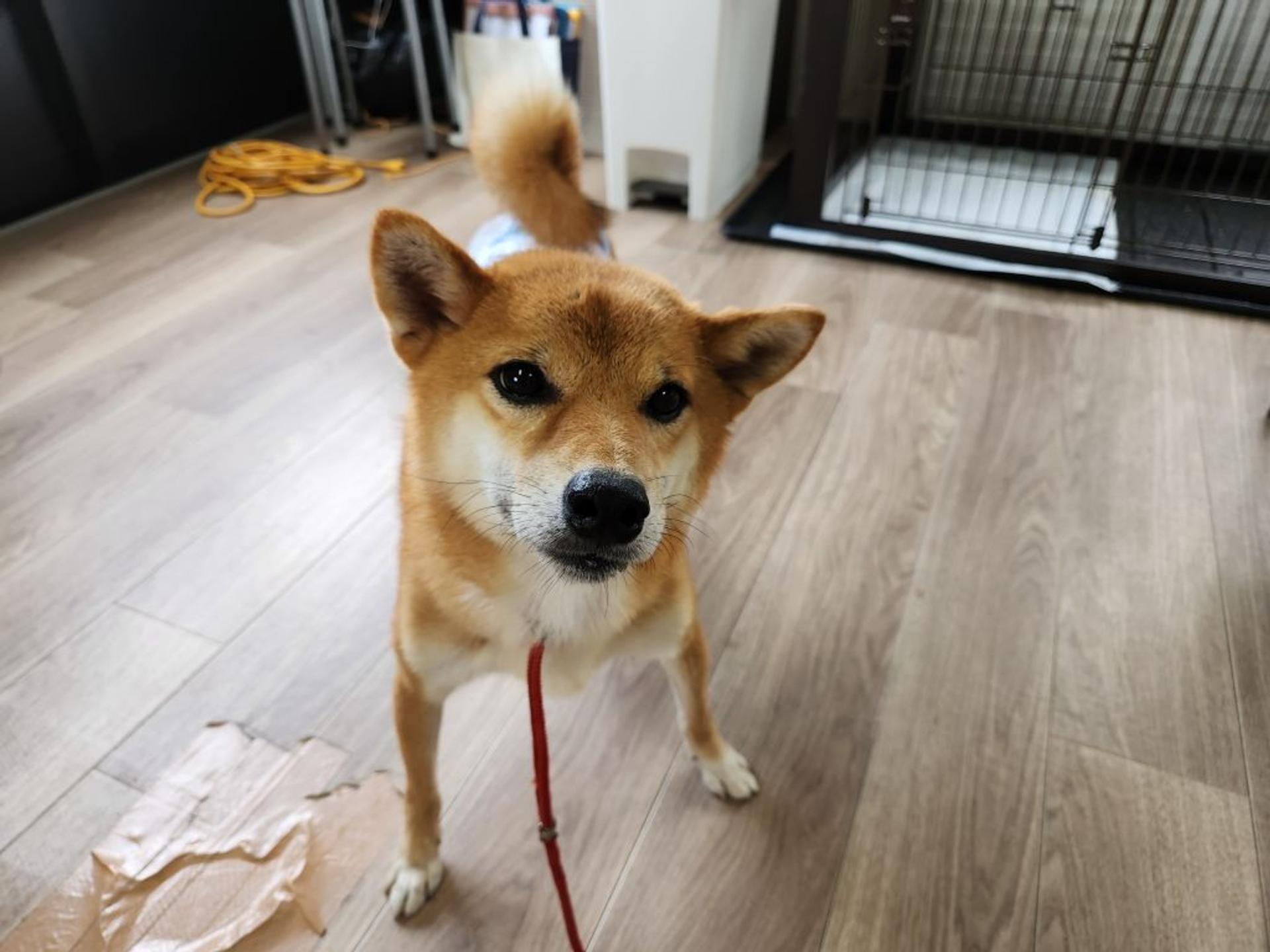 pet-image-2