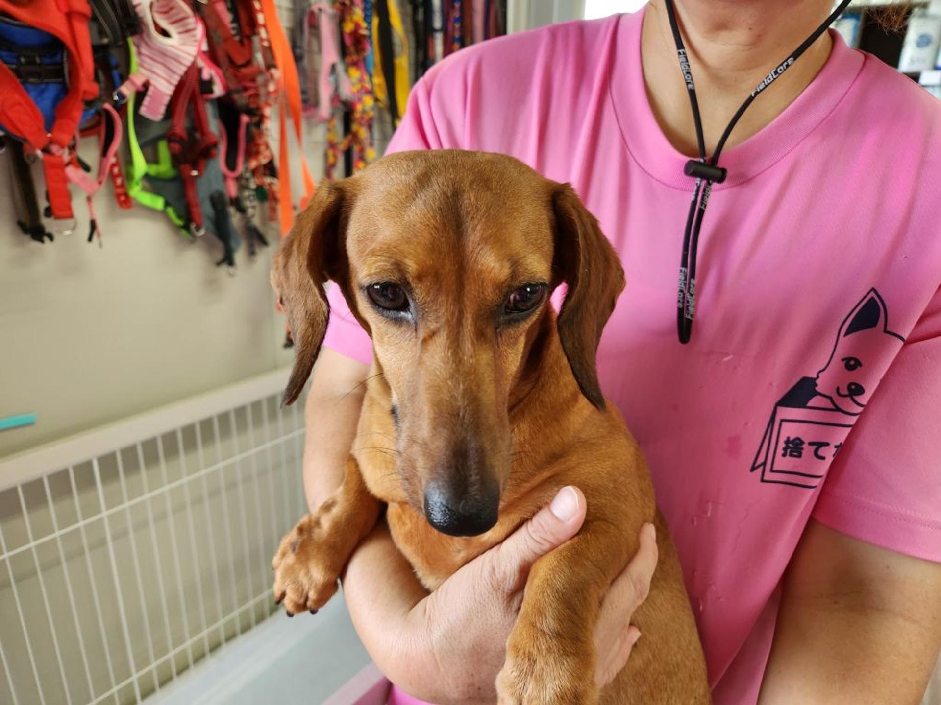 pet-image-2