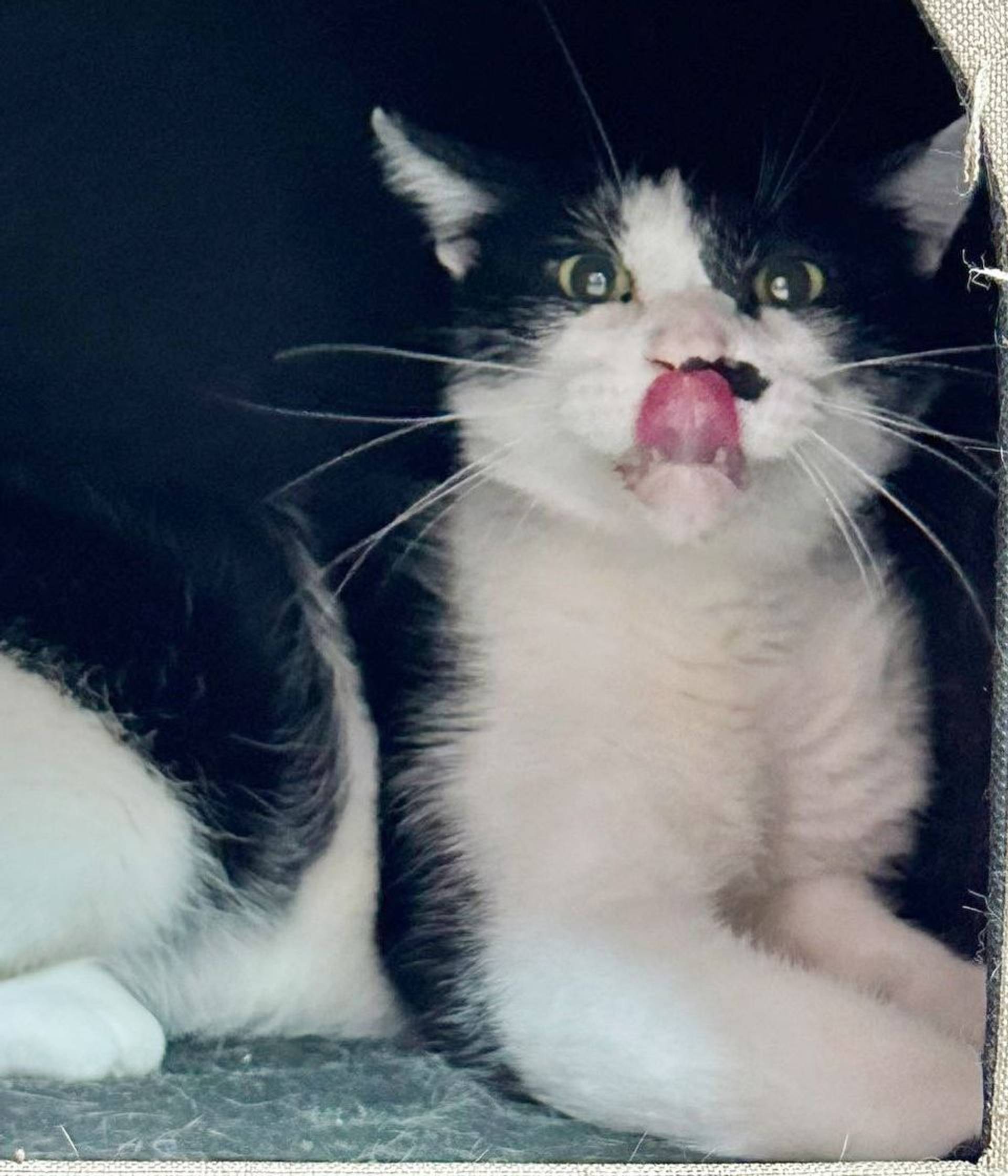 雑種（ミックス猫）・オスの里親募集の写真