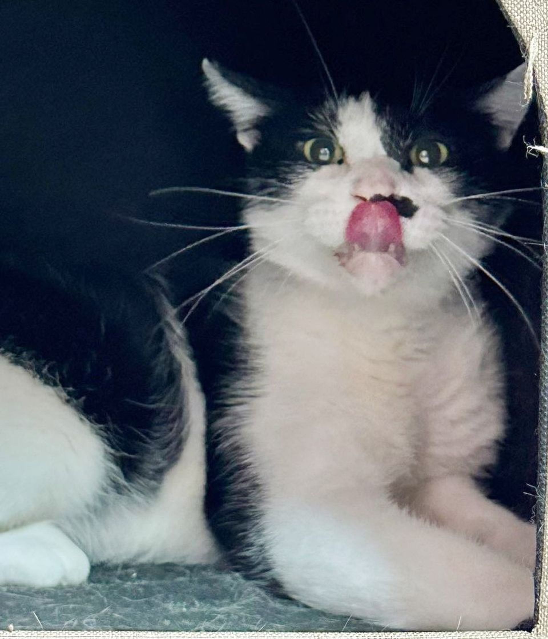 雑種（ミックス猫）・オスの里親募集の写真