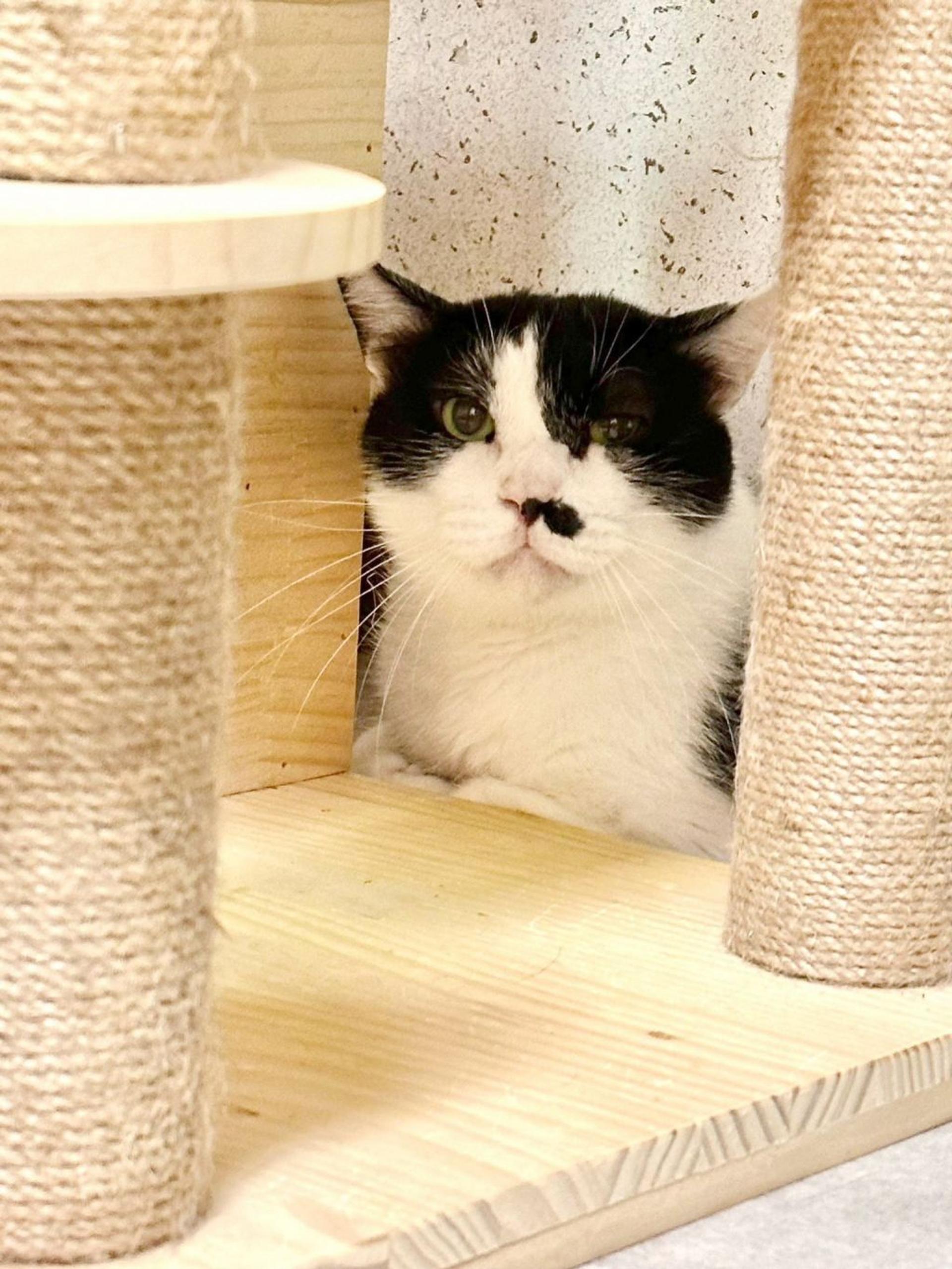 pet-image-2