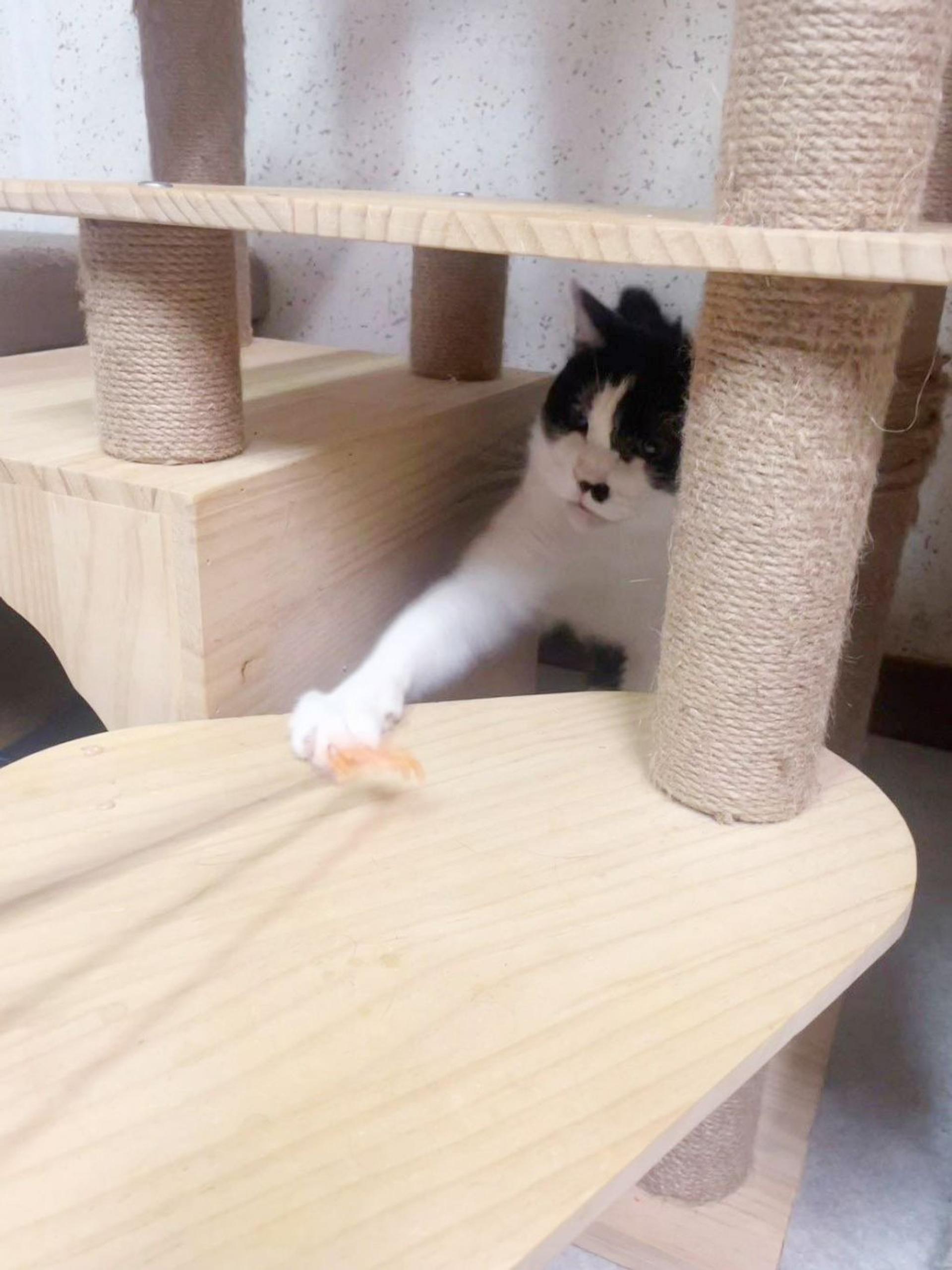 pet-image-4