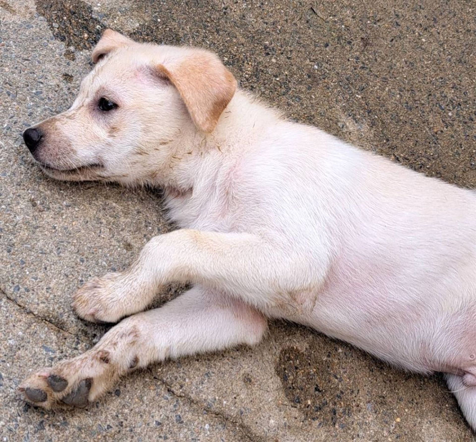雑種（ミックス犬）・オスの里親募集の写真