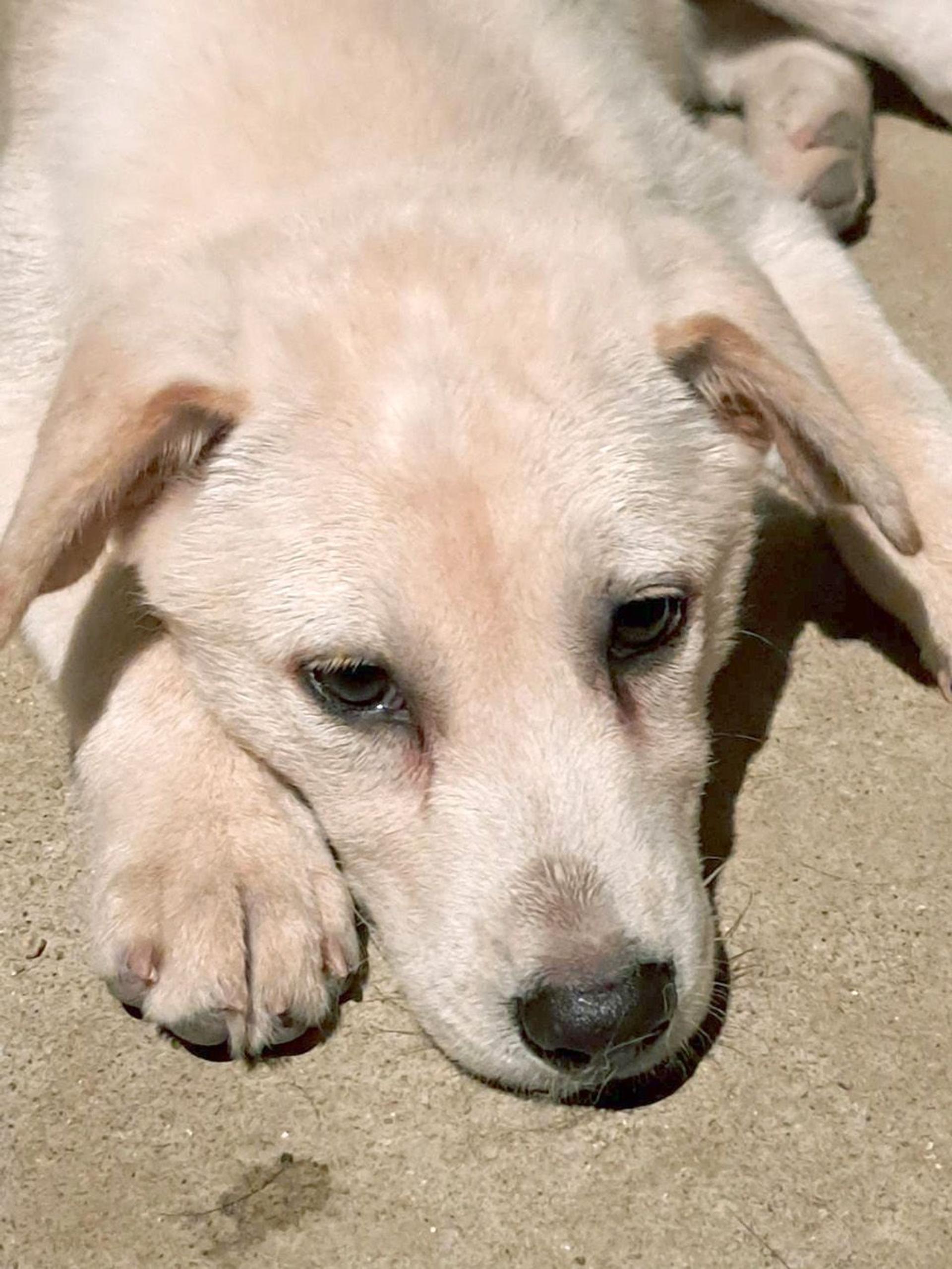 pet-image-3