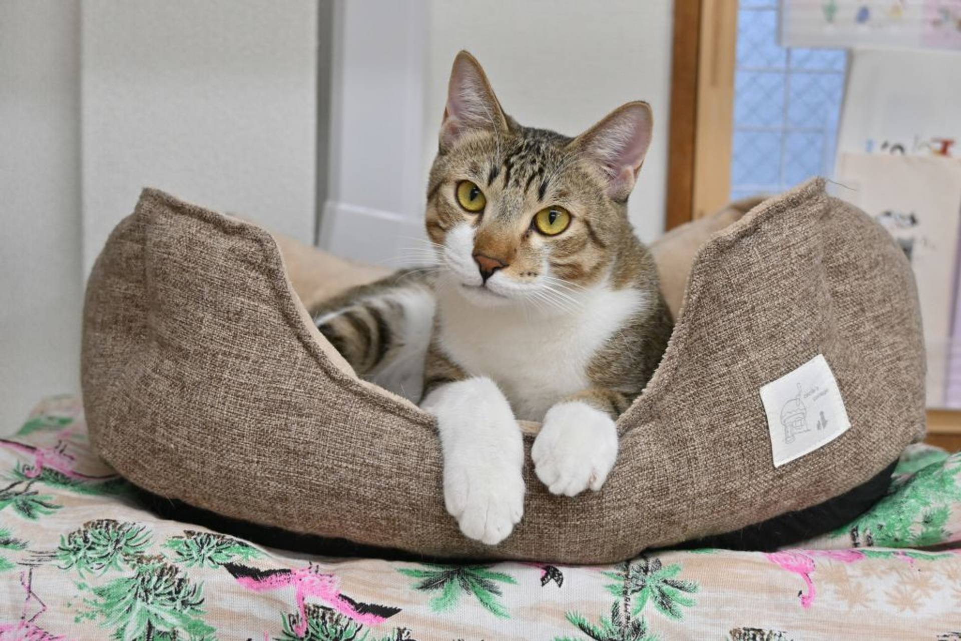 雑種（ミックス猫）・オスの里親募集の写真