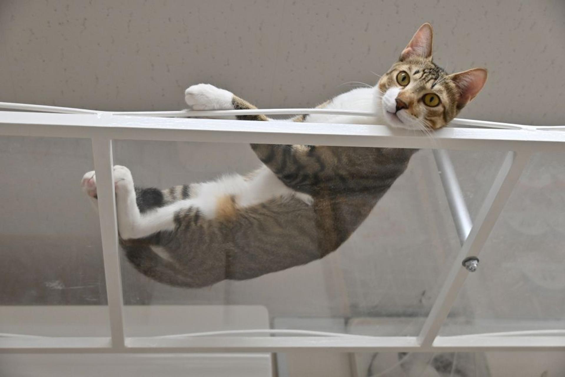pet-image-6