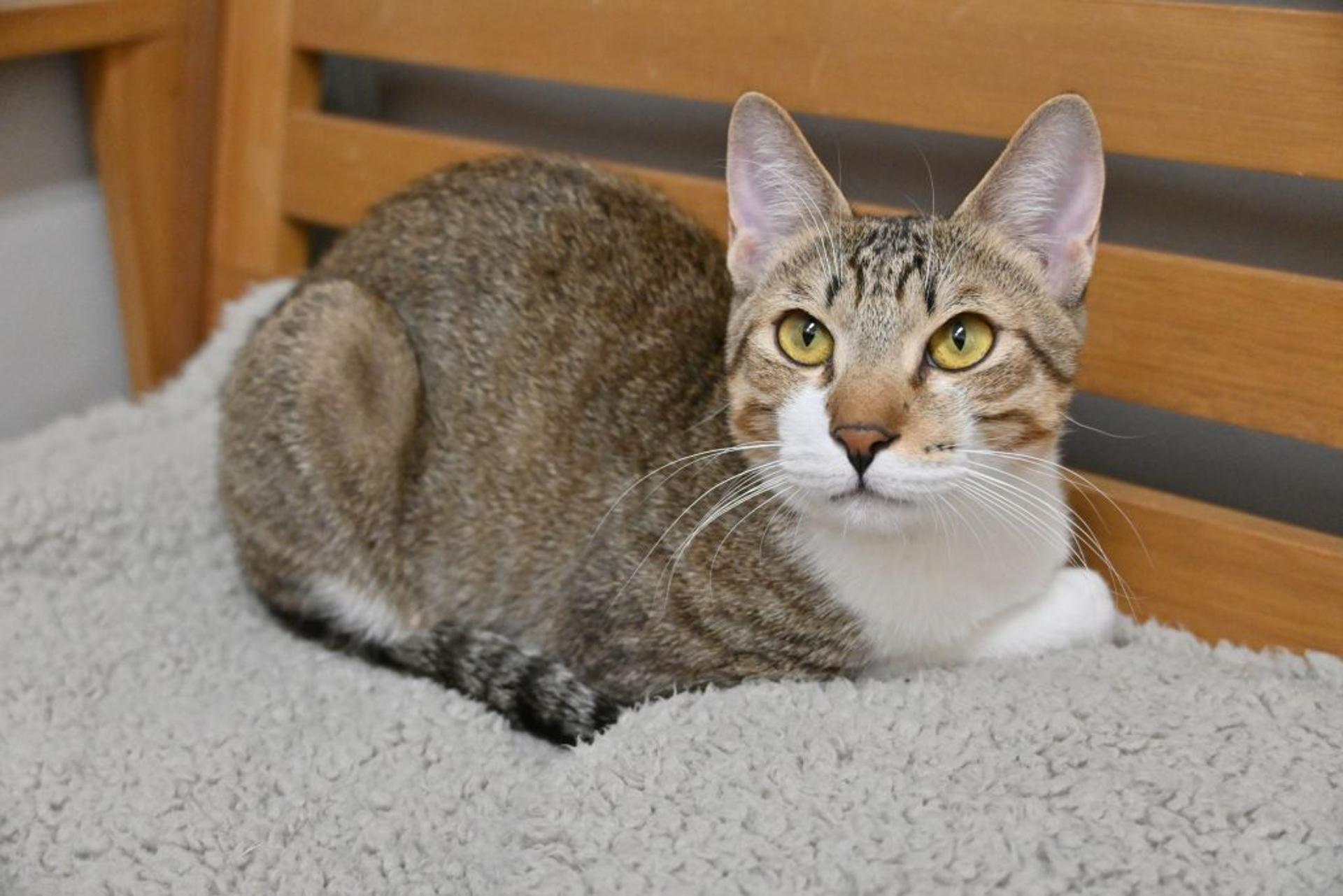 pet-image-7