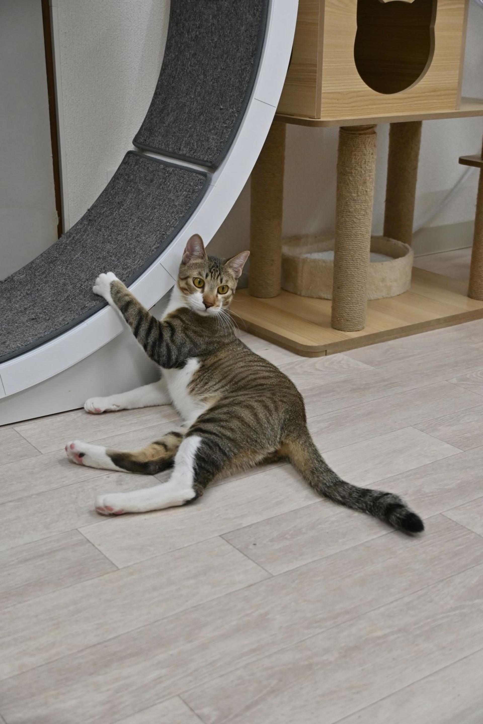 pet-image-9