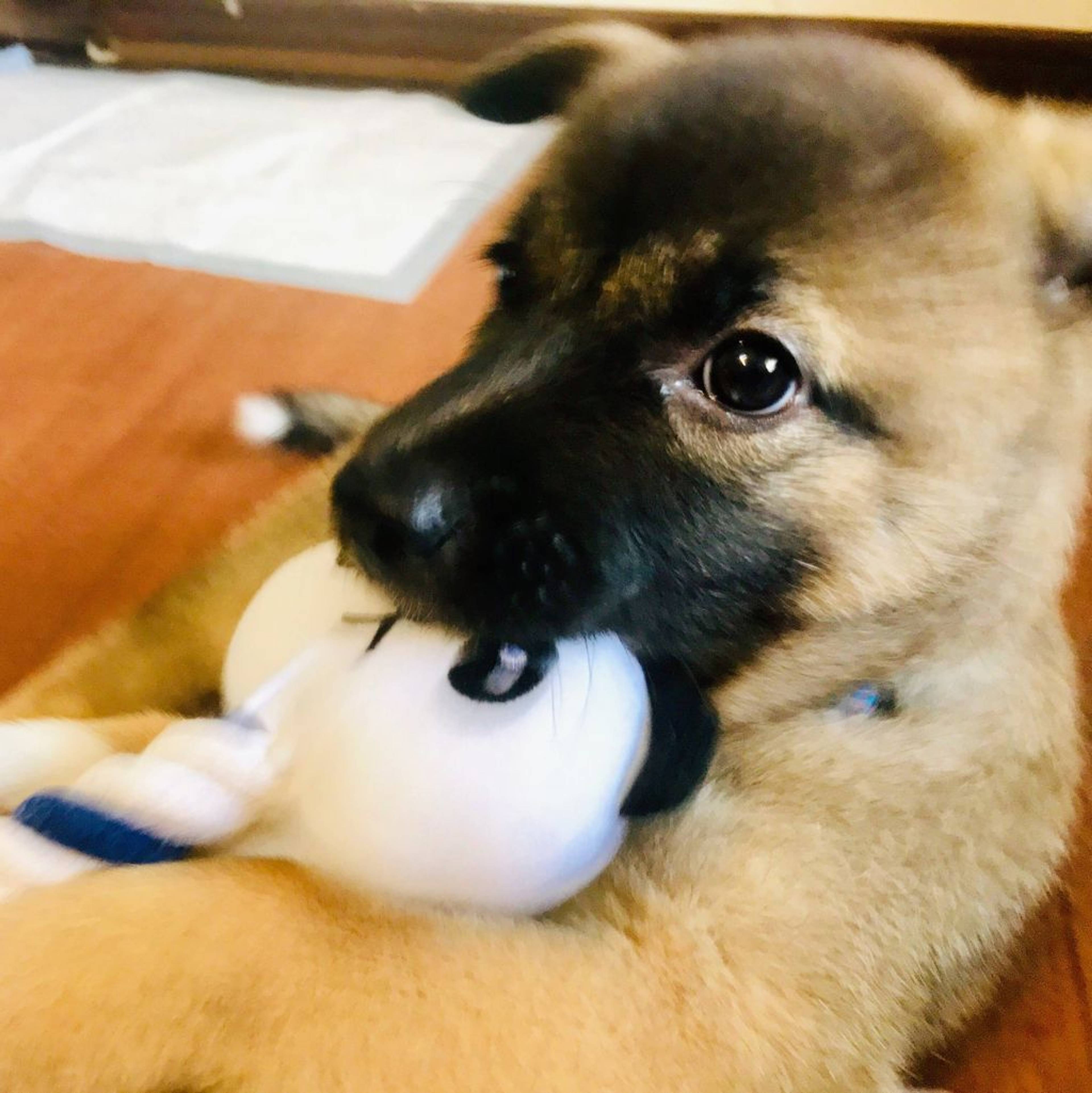 雑種（ミックス犬）・オスの里親募集の写真