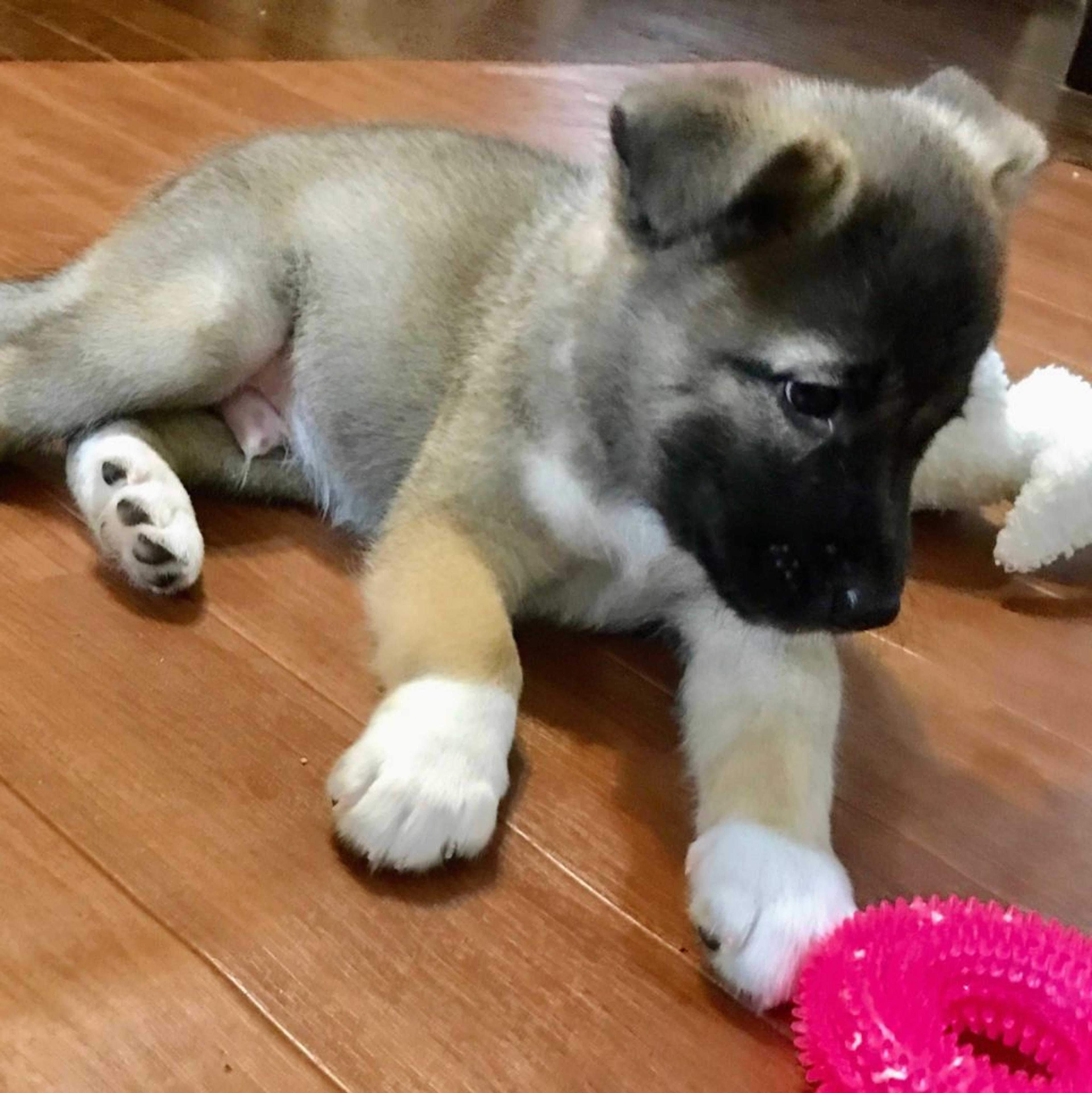 pet-image-2
