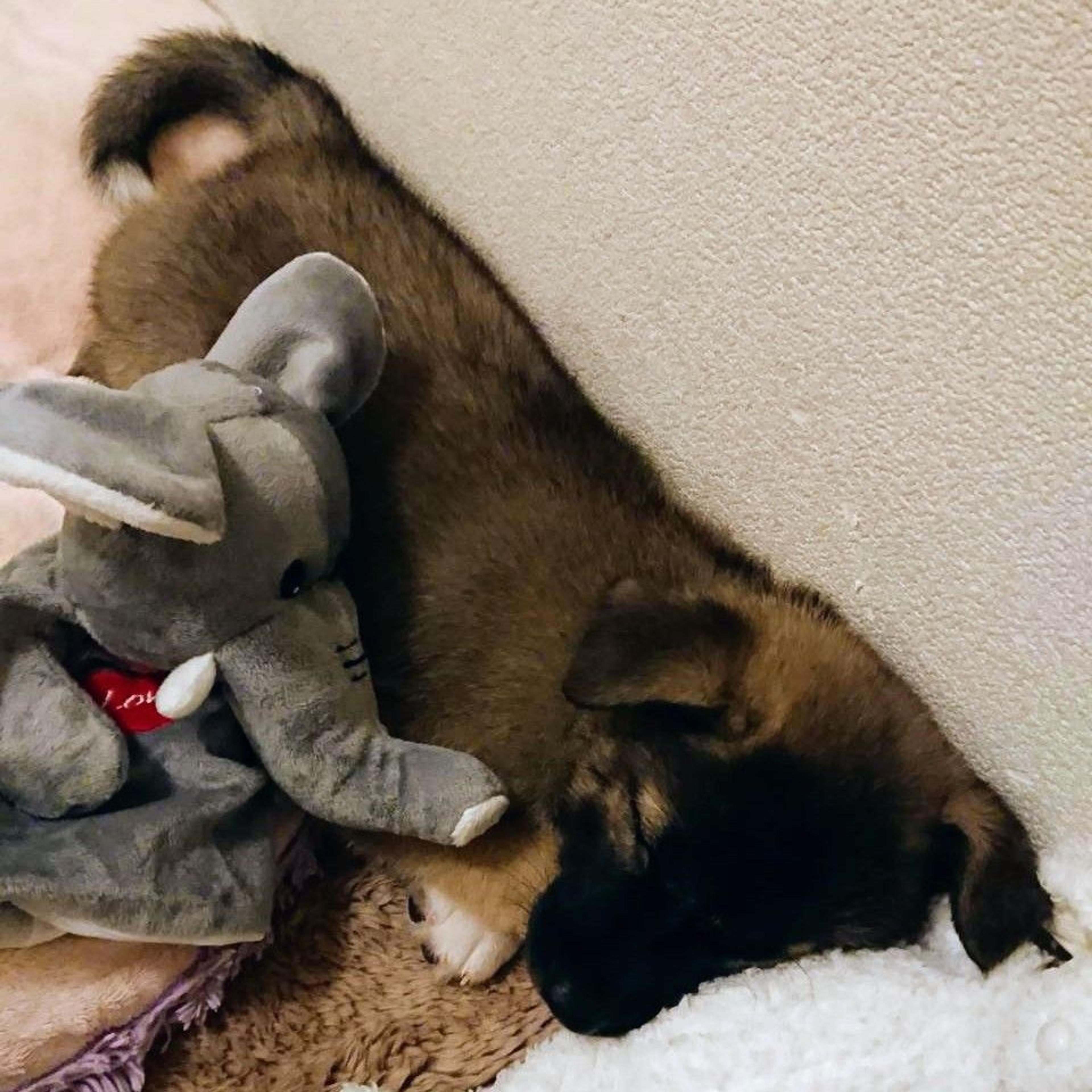 pet-image-4