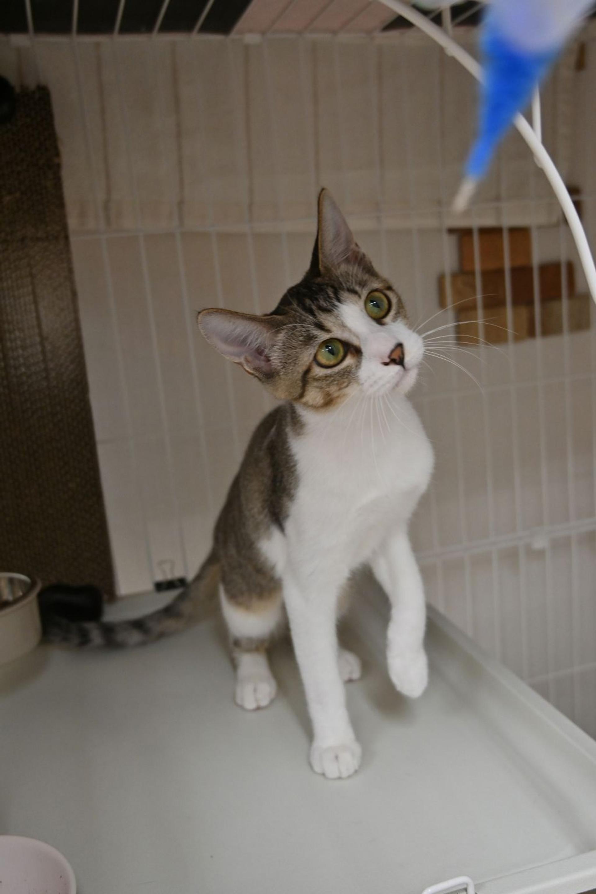 pet-image-4