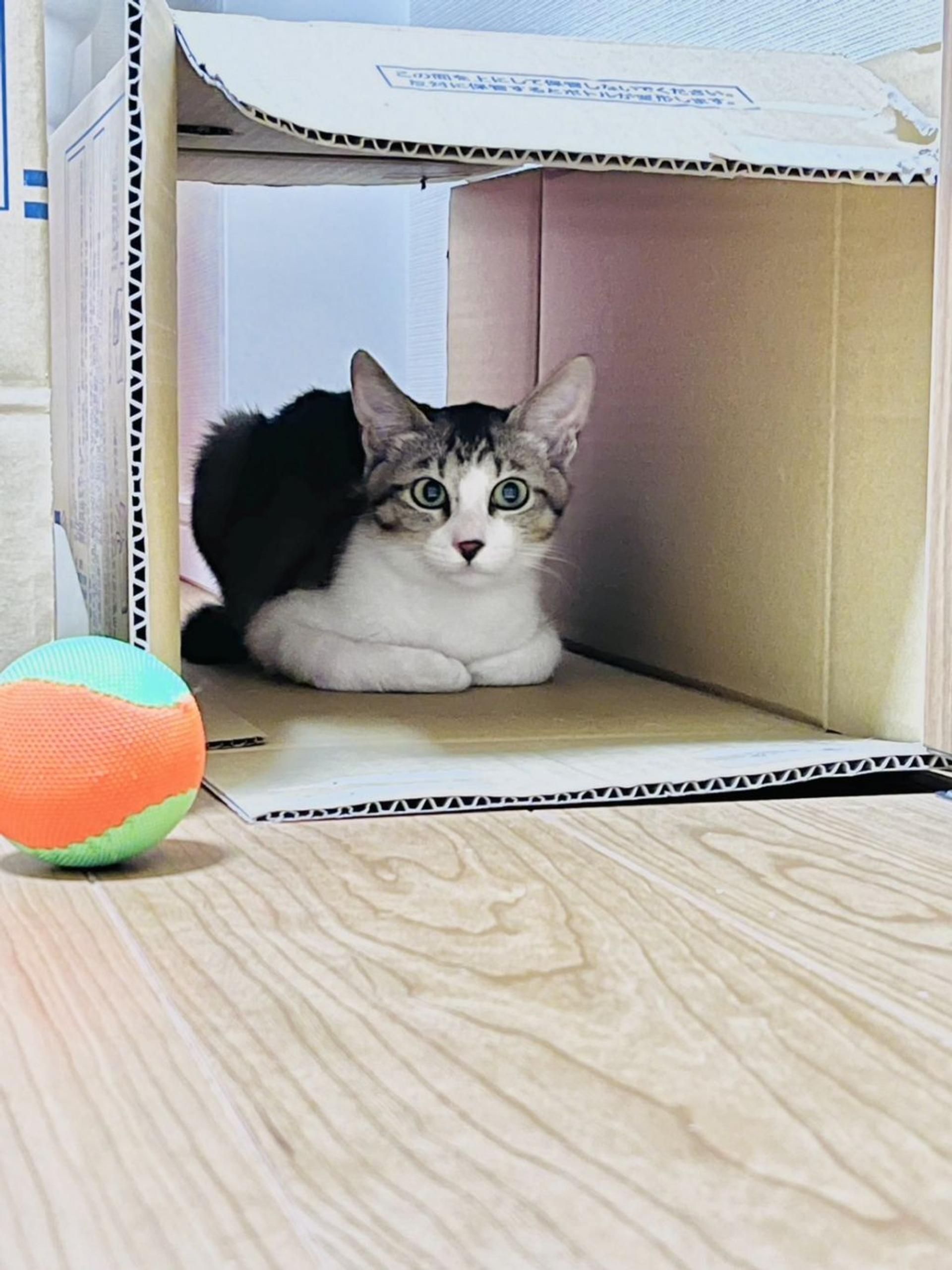 pet-image-5